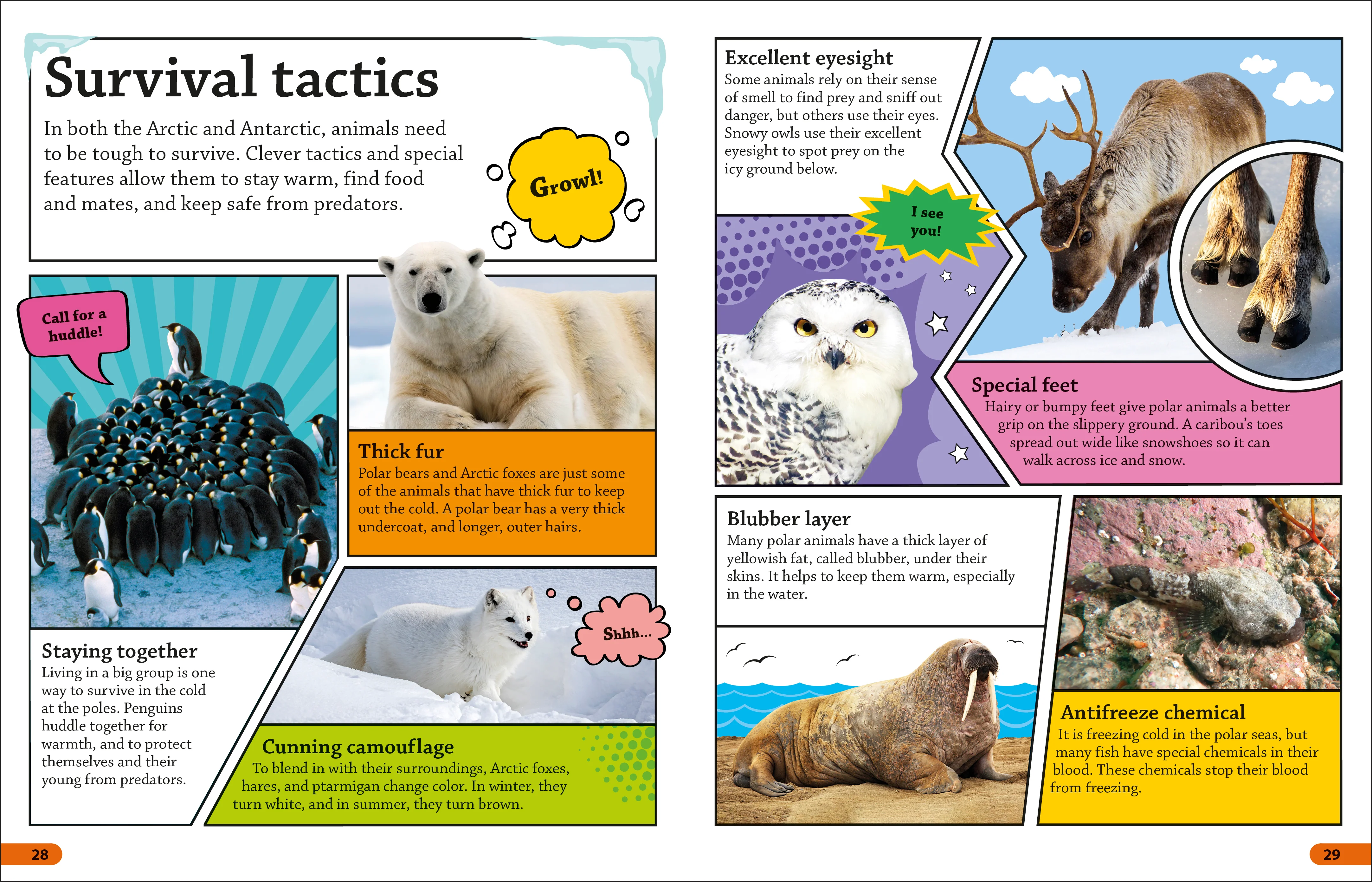 DKFindout! Arctic and Antarctic - Image 3