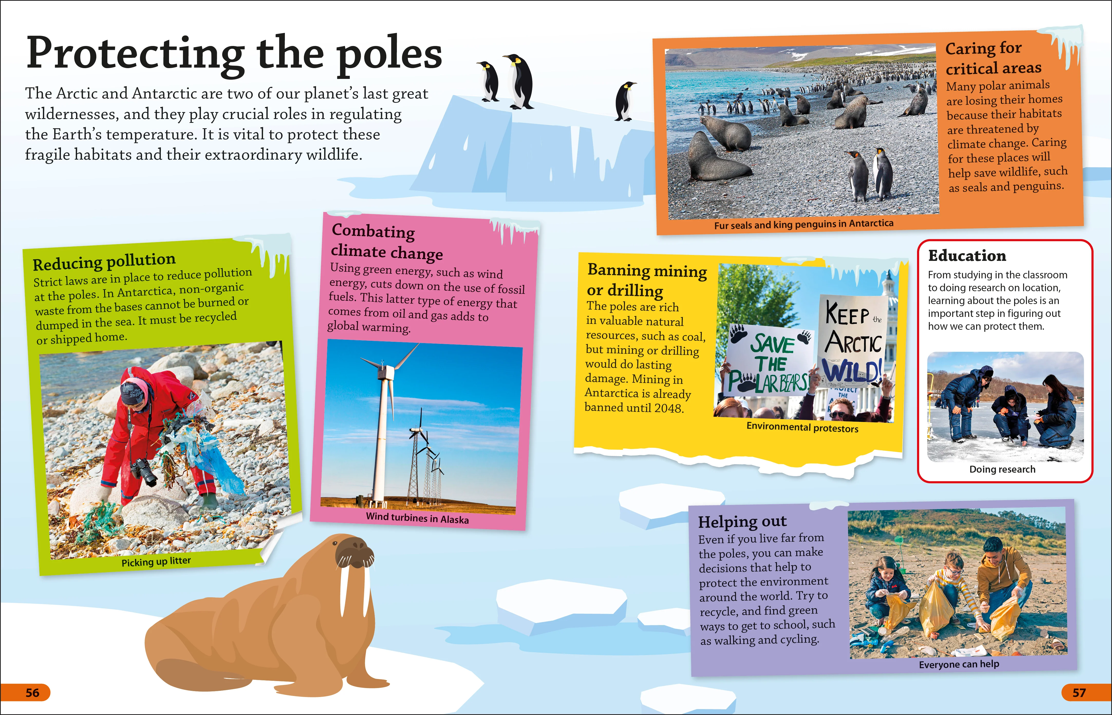 DKFindout! Arctic and Antarctic - Image 7