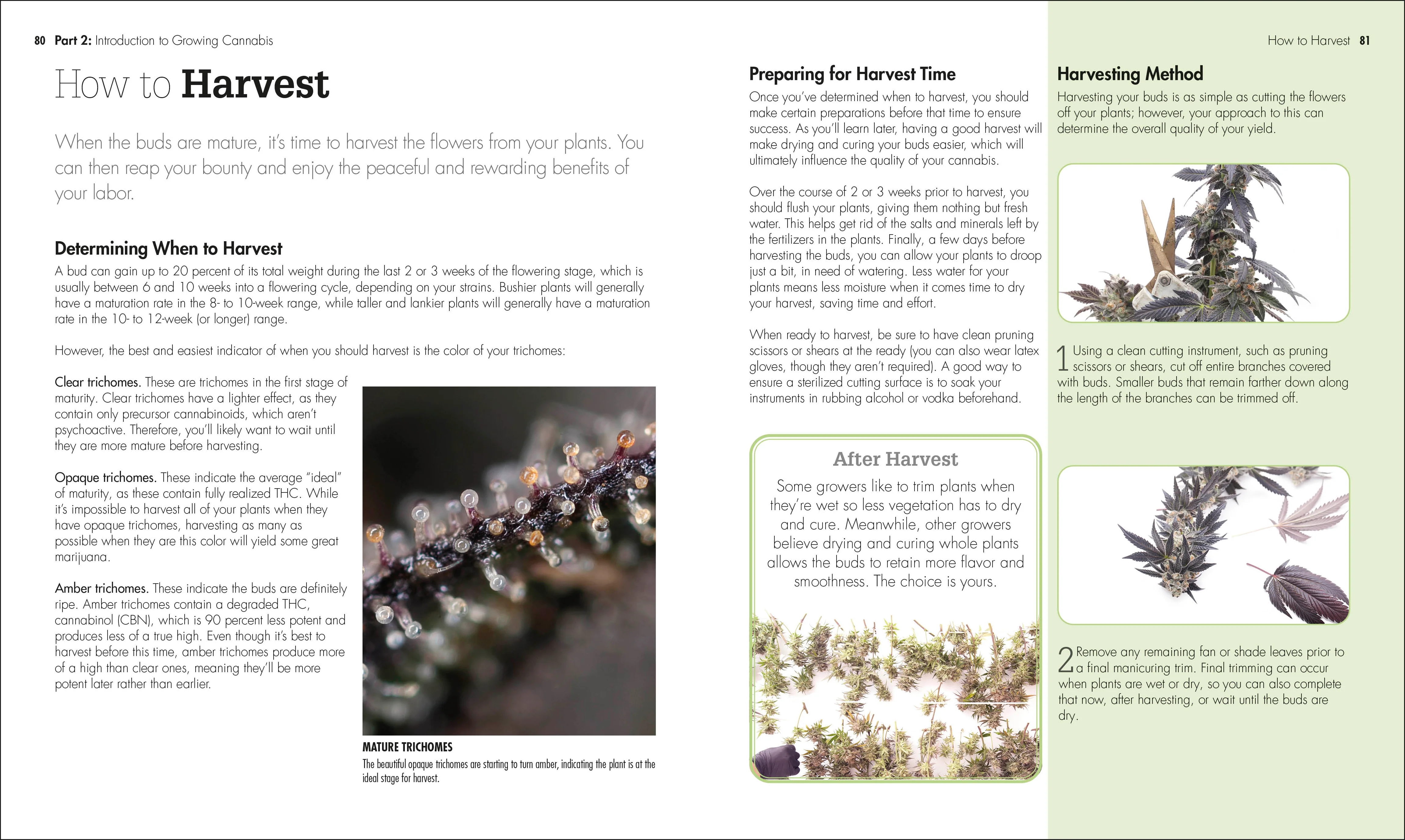 Cannabis - Image 3