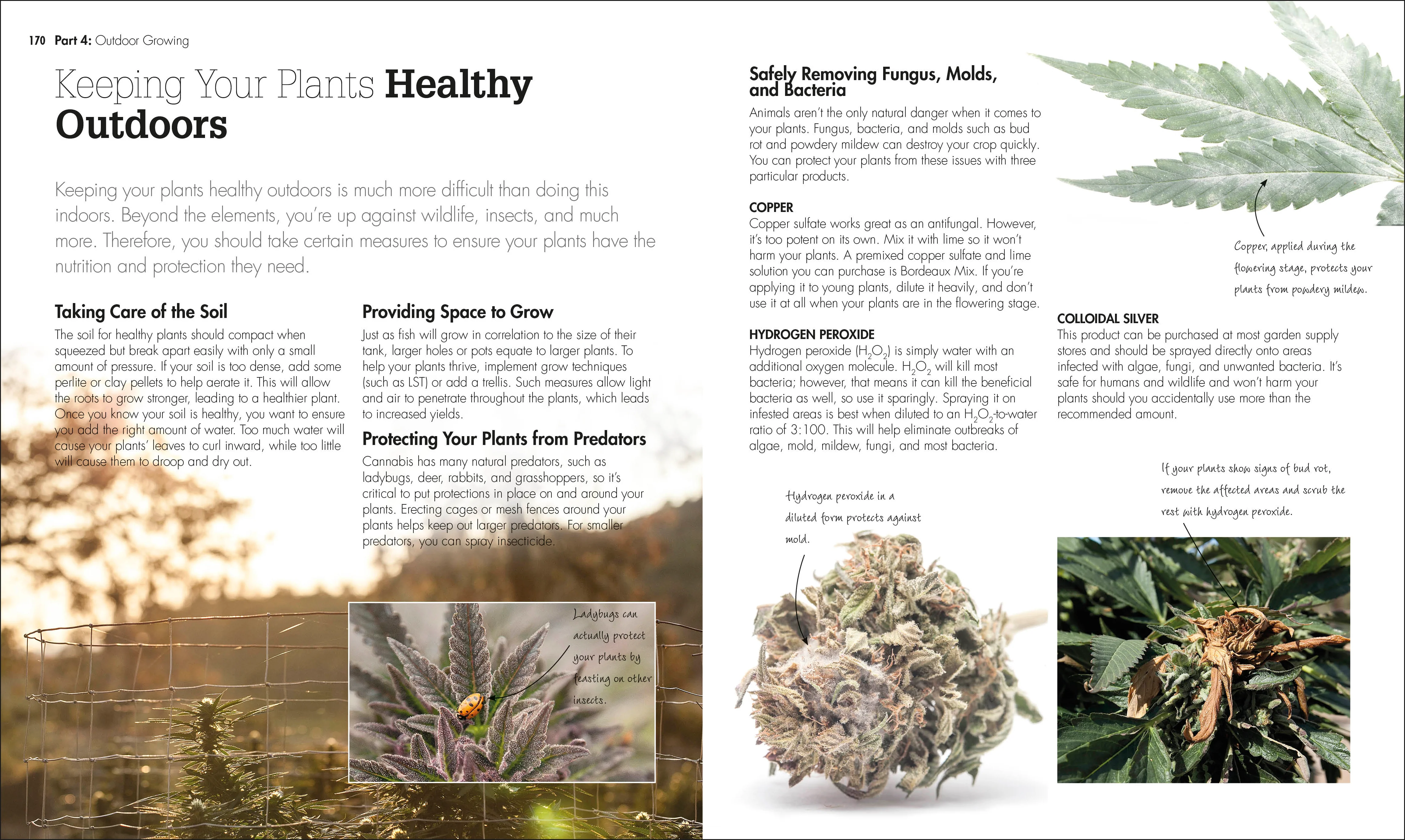 Cannabis - Image 6