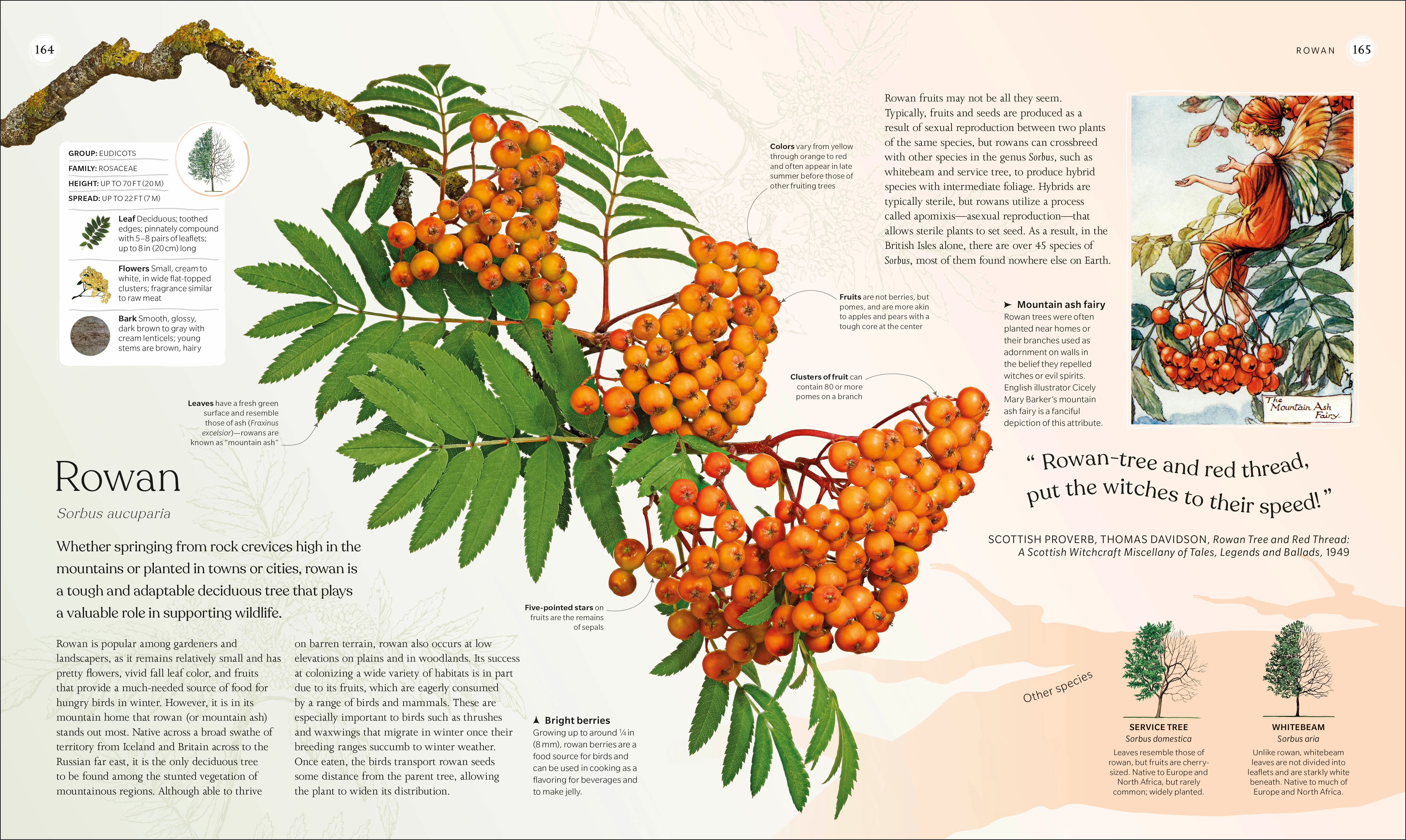 The Tree Book - Image 10