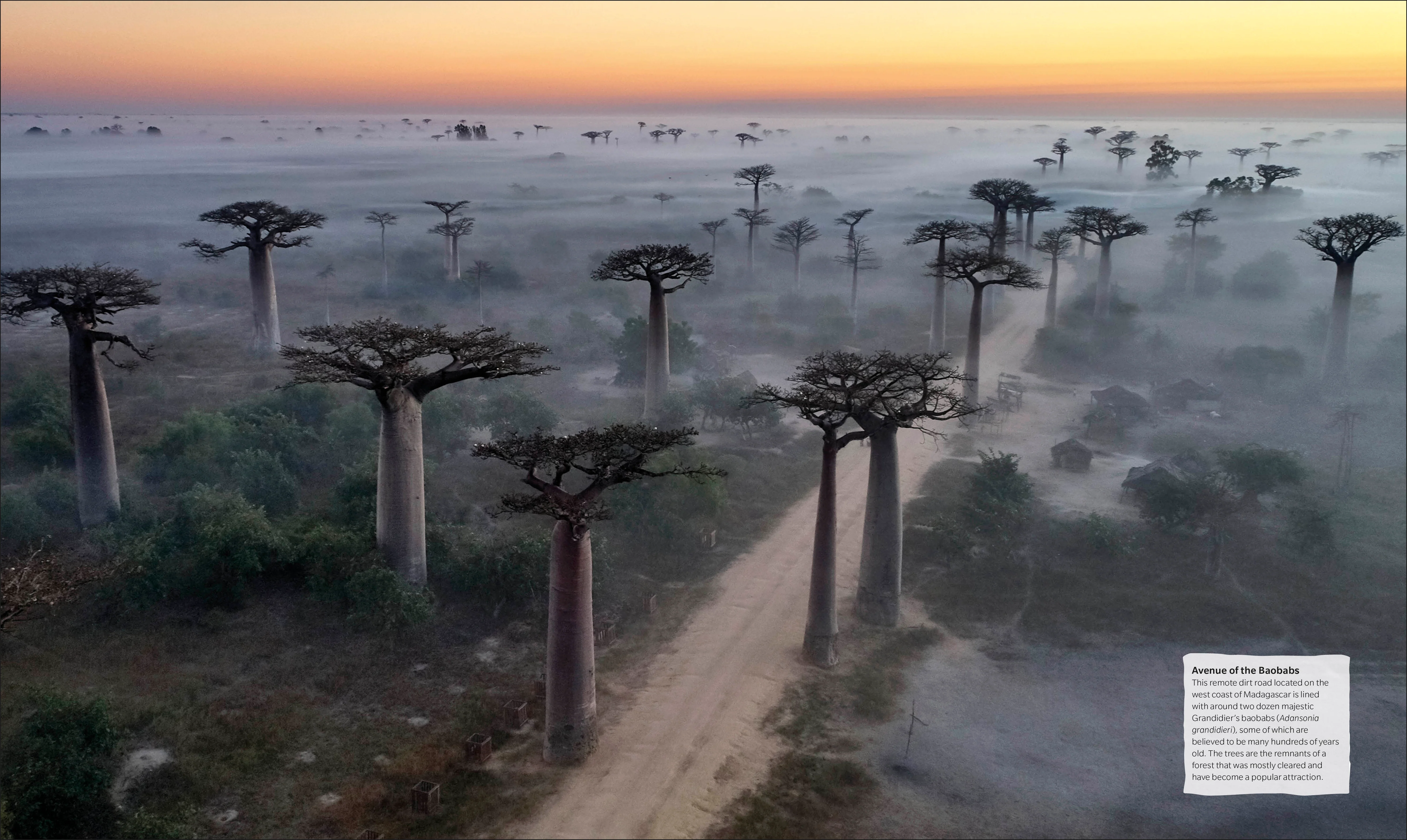 The Tree Book - Image 11