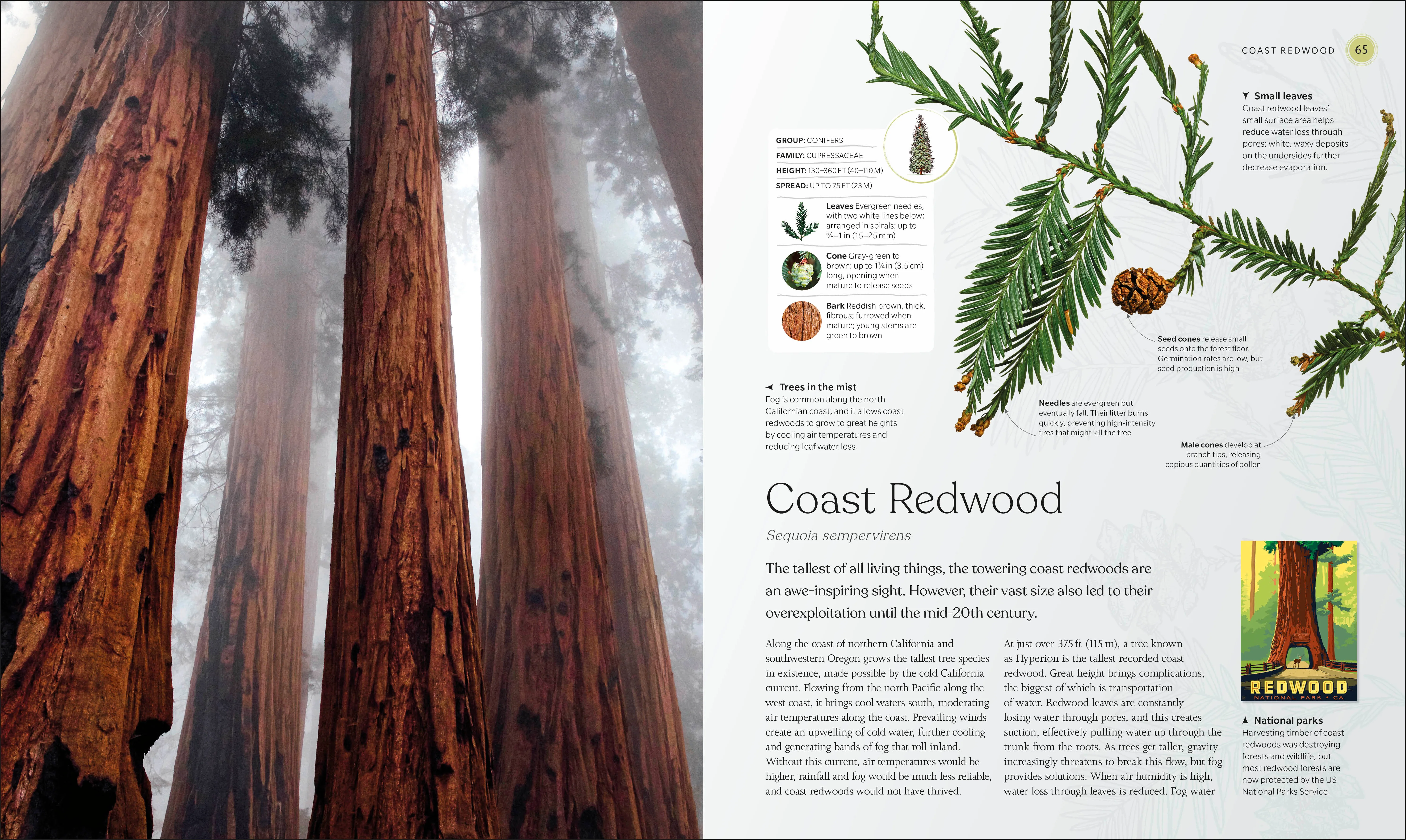 The Tree Book - Image 3
