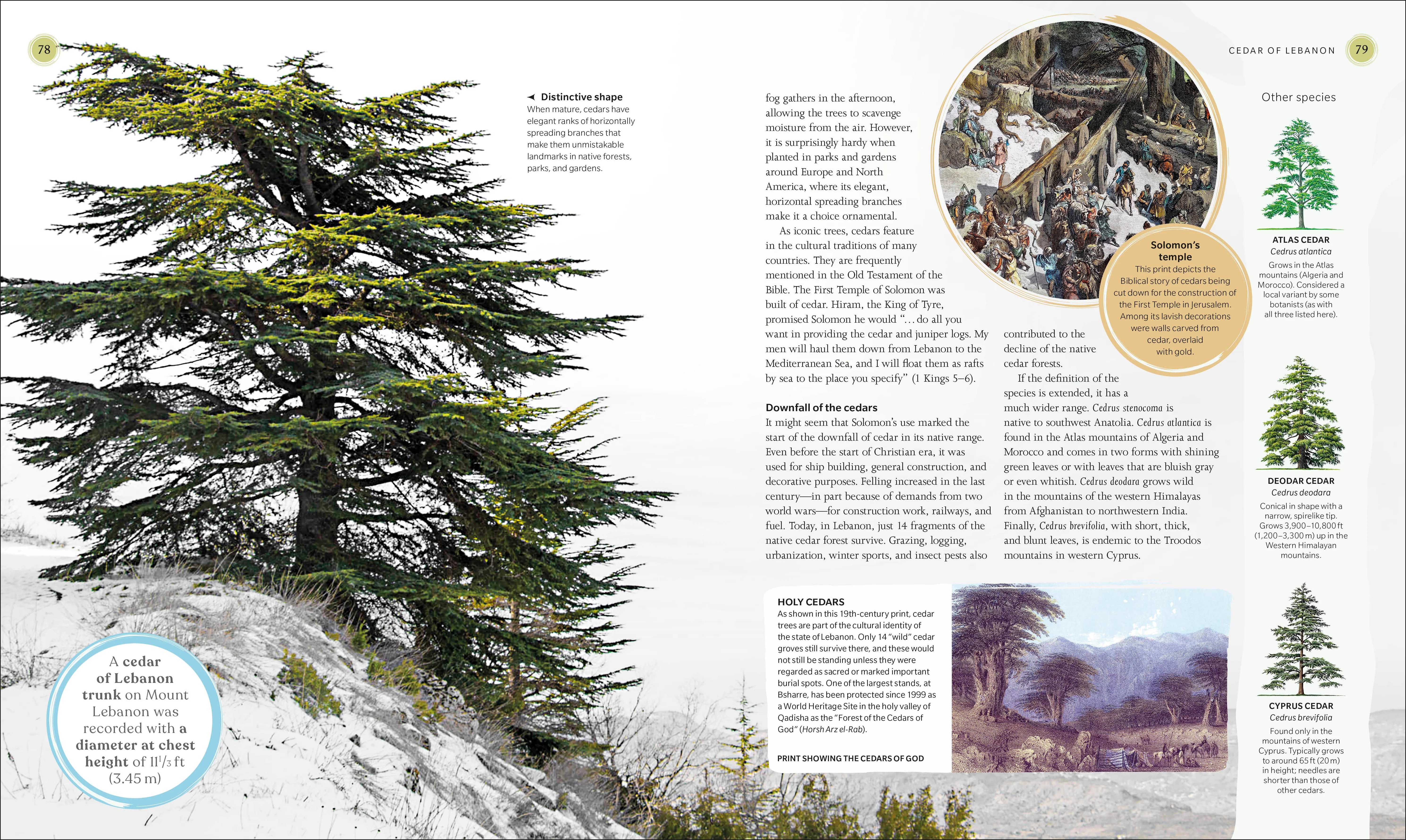The Tree Book - Image 6