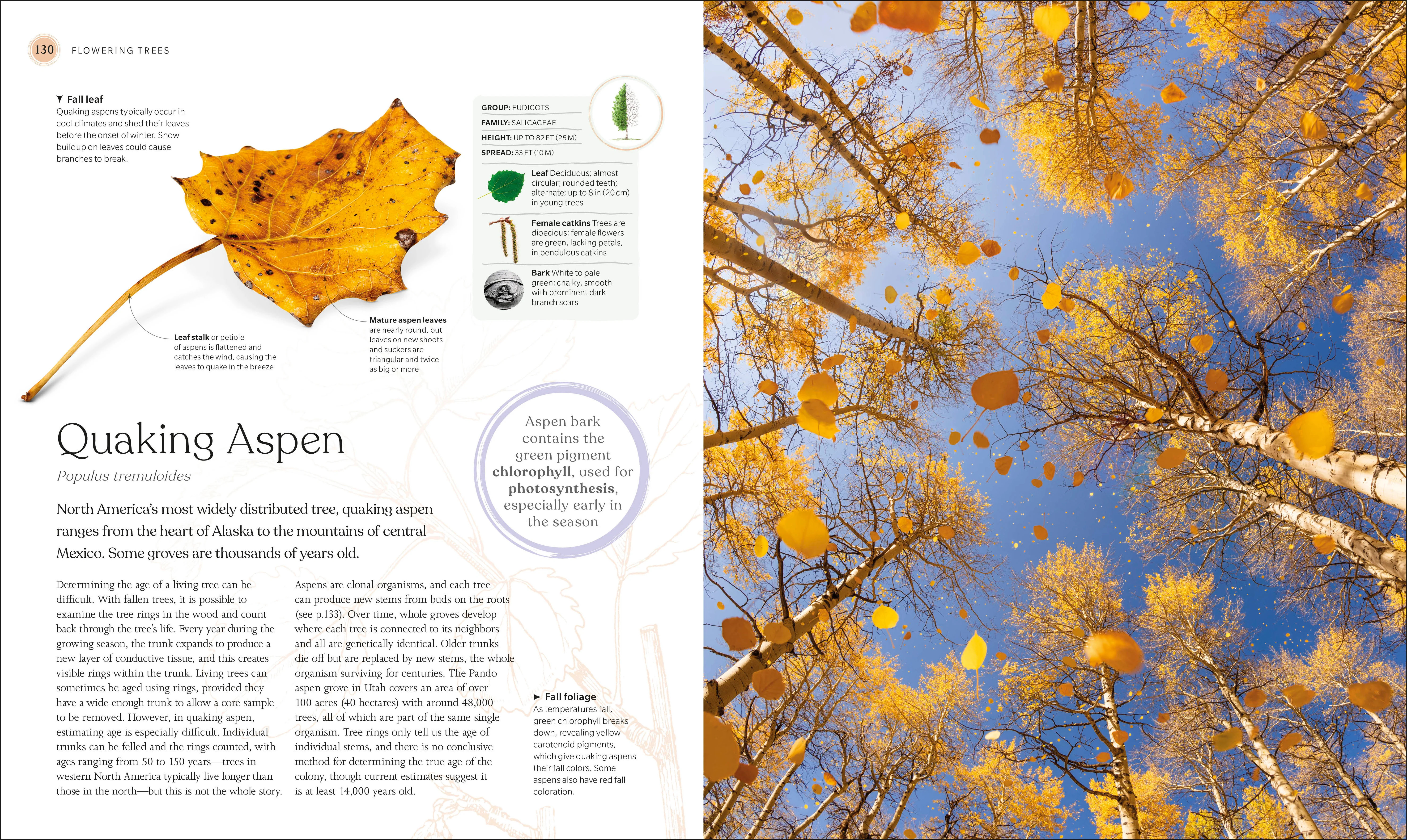 The Tree Book - Image 8
