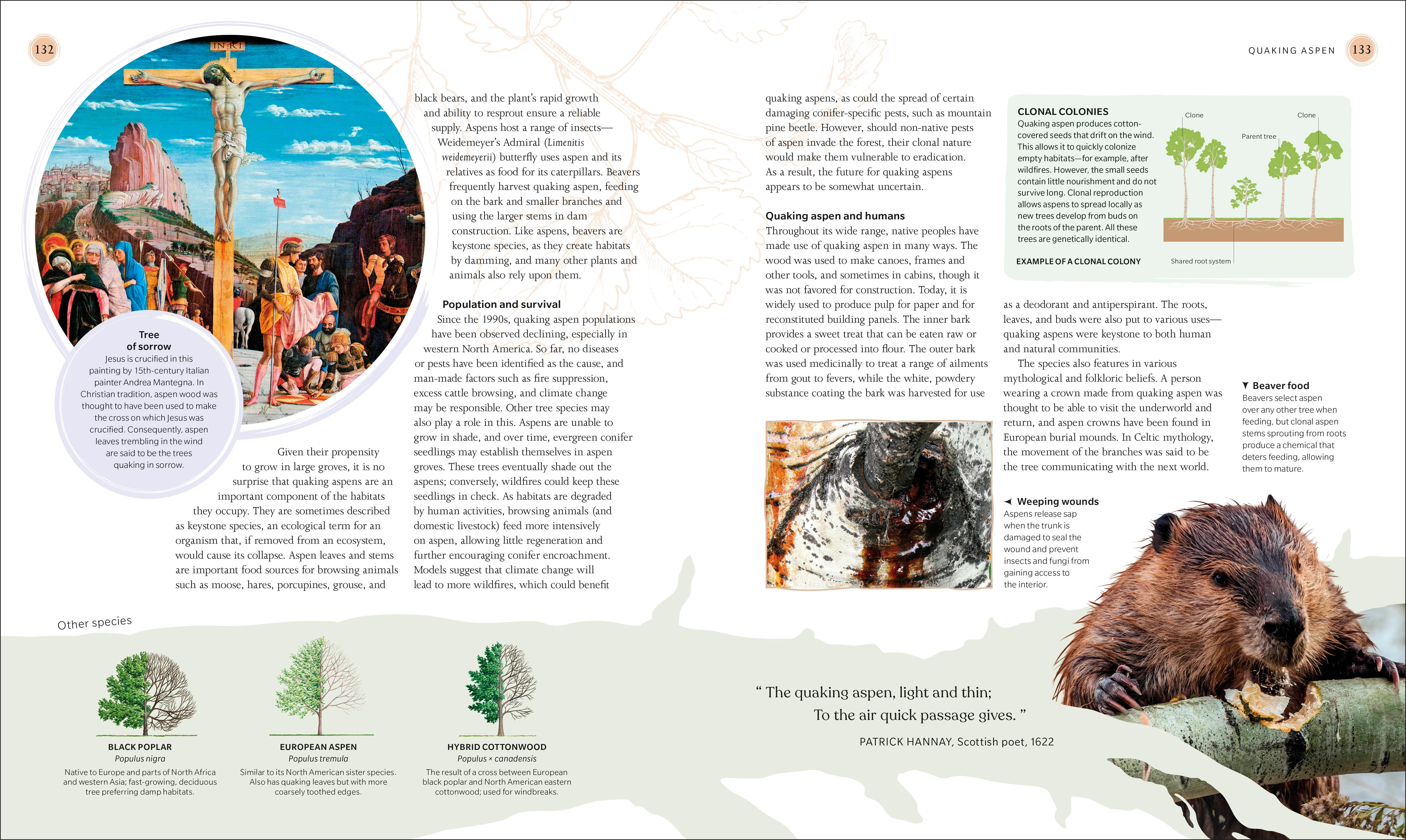 The Tree Book - Image 9