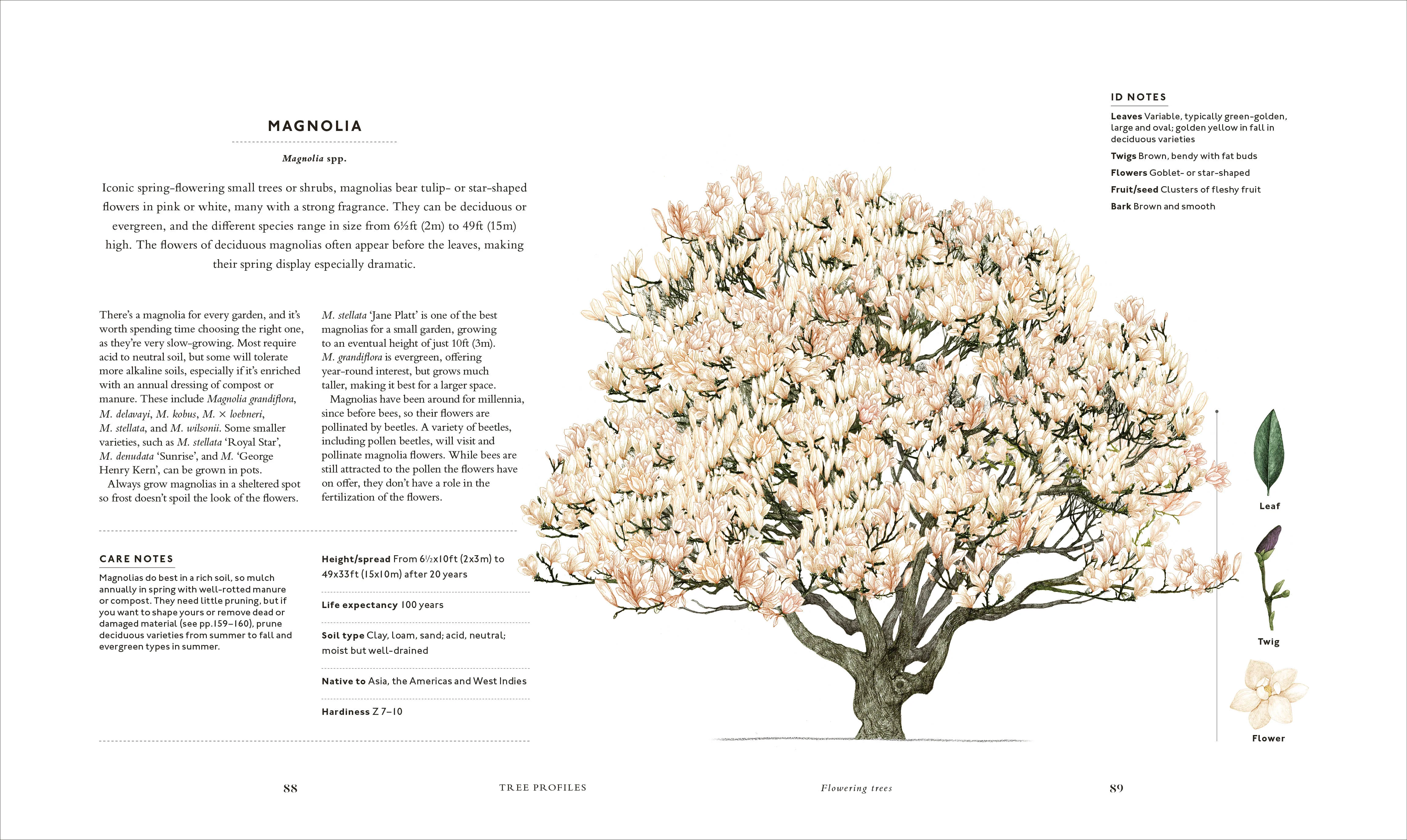 The Tree in My Garden - Image 6