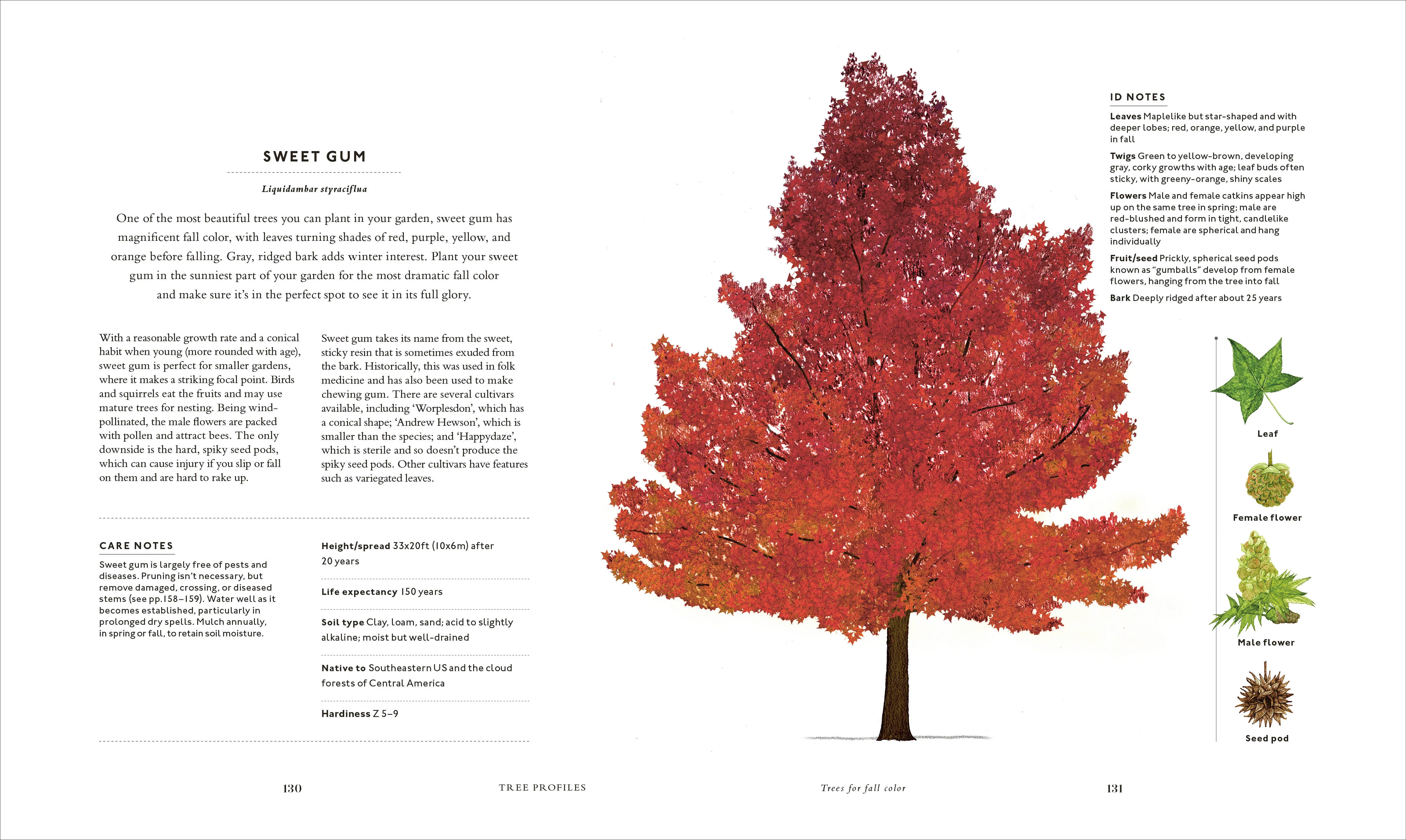 The Tree in My Garden - Image 7