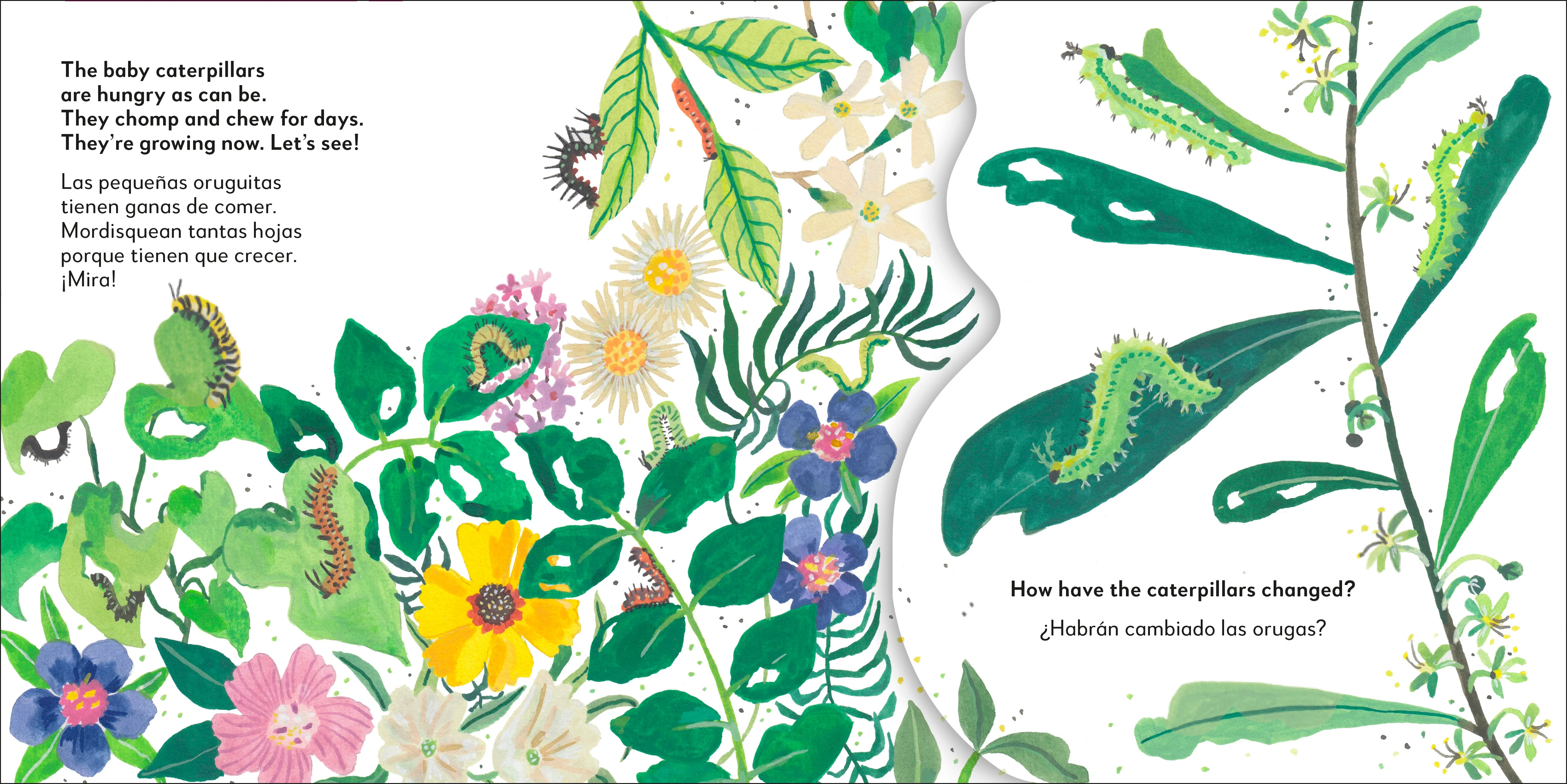 Bilingual Pop-Up Peekaboo! Butterfly - La mariposa - Image 2