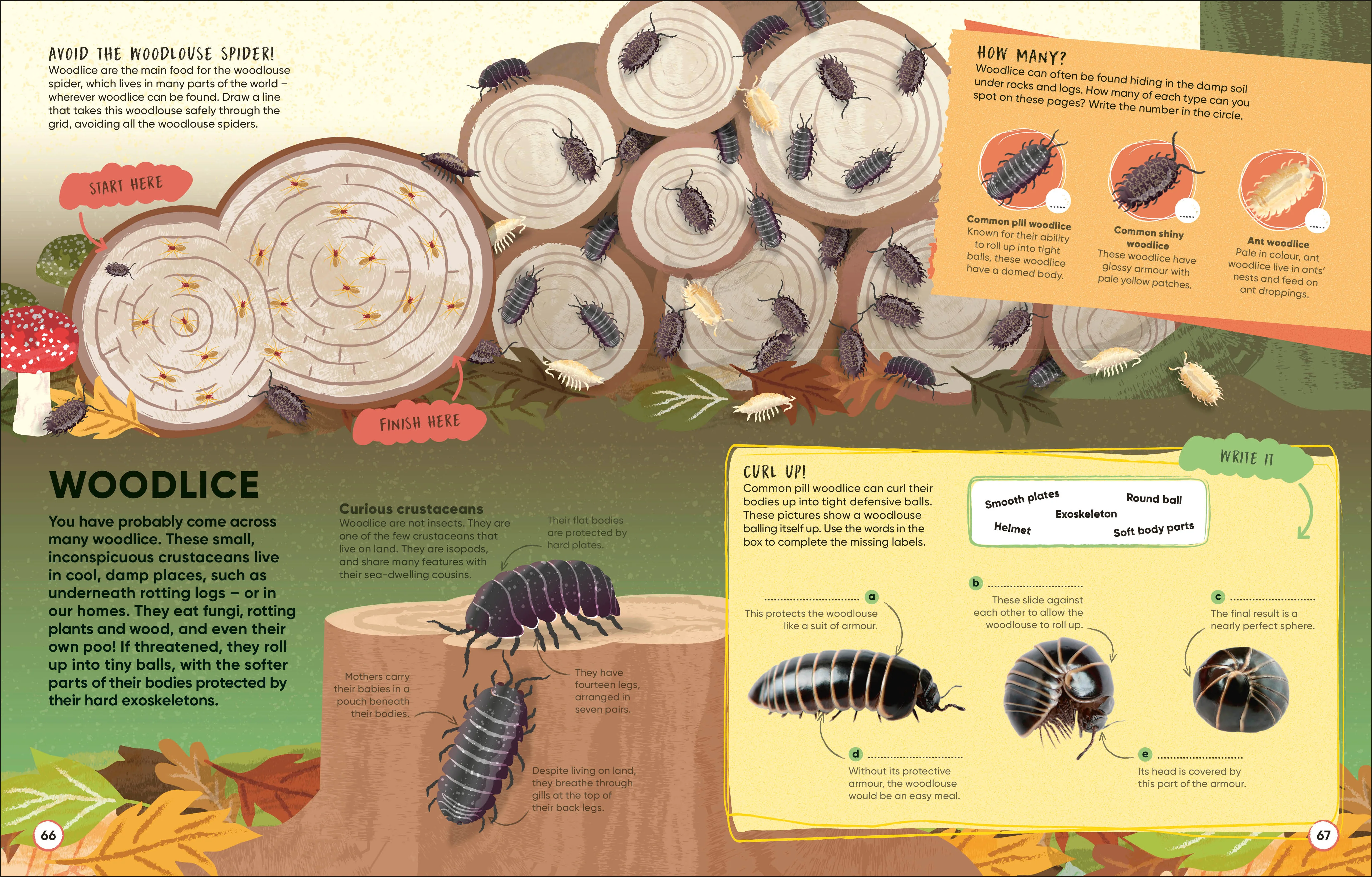 Brain Booster Bugs - Image 7