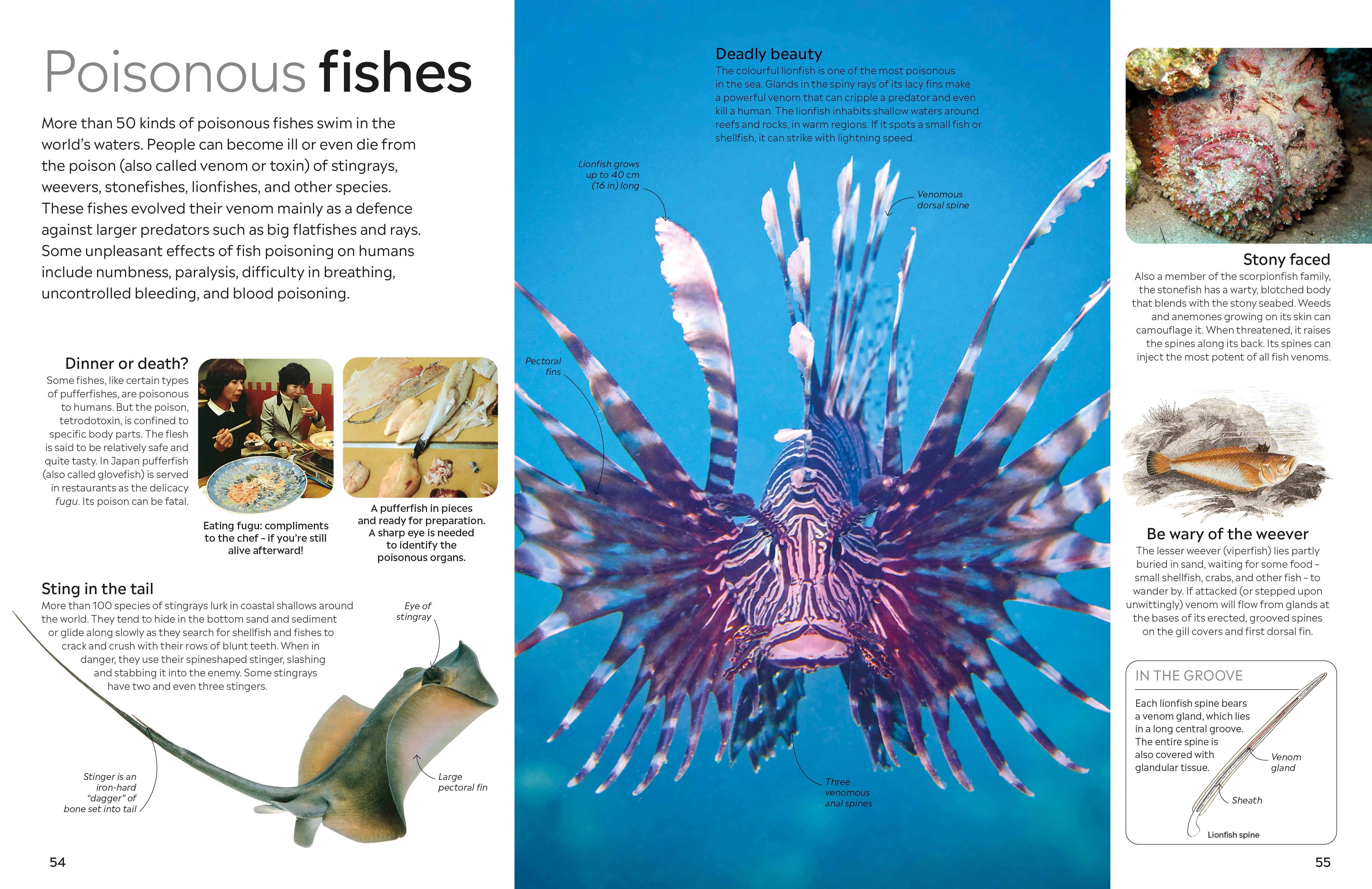 Fish - Image 4