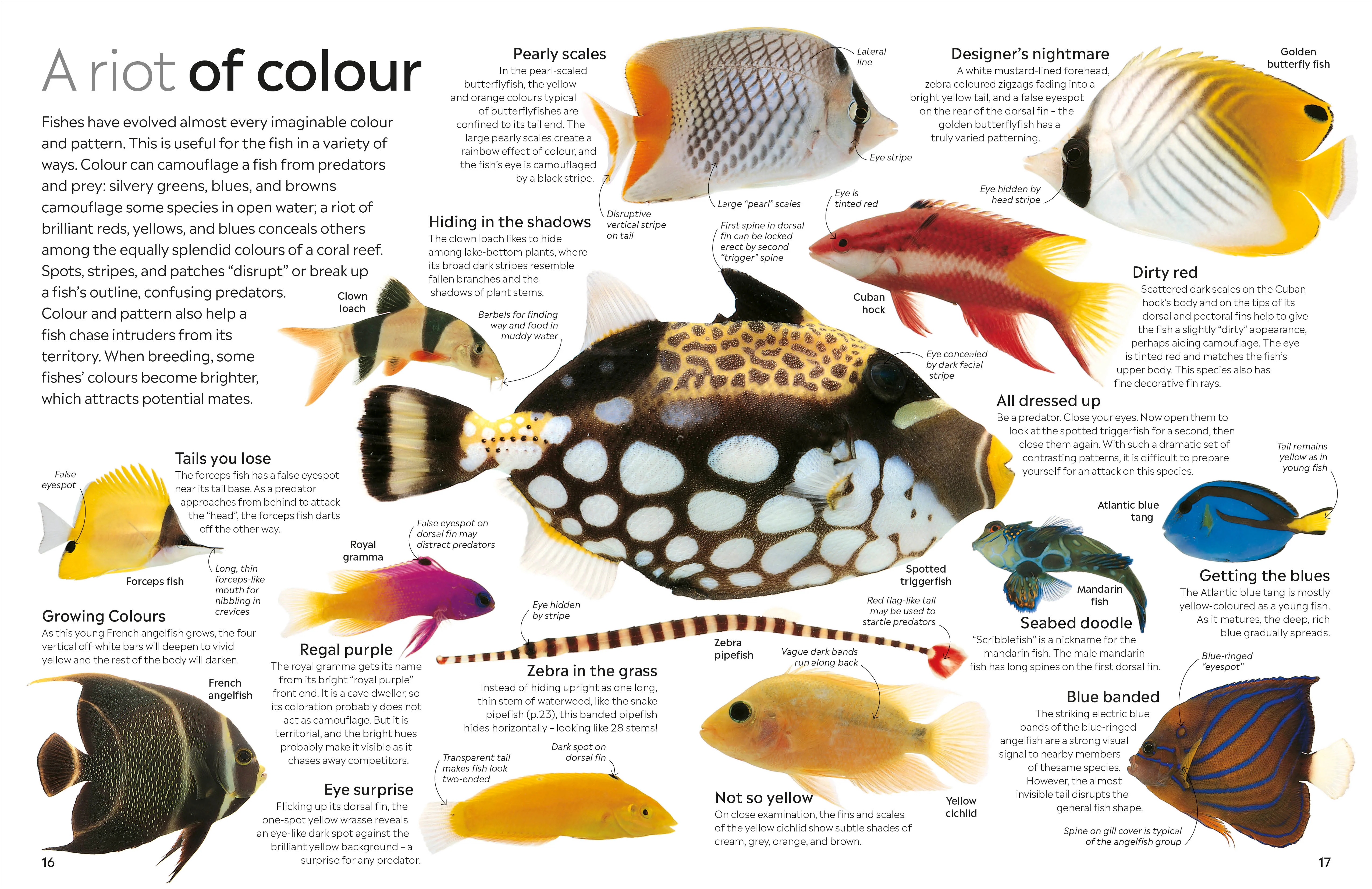 Fish - Image 5