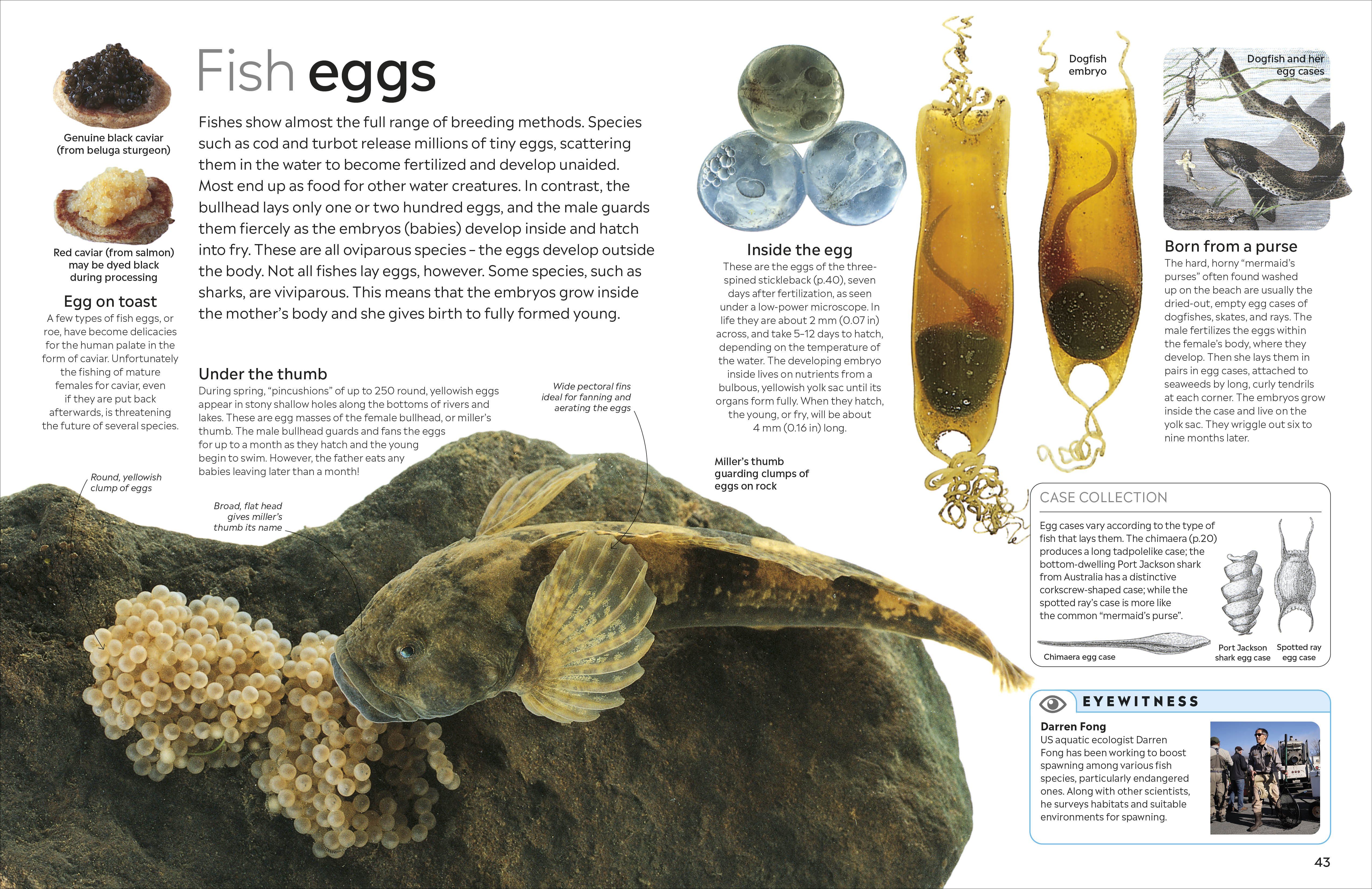 Fish - Image 6
