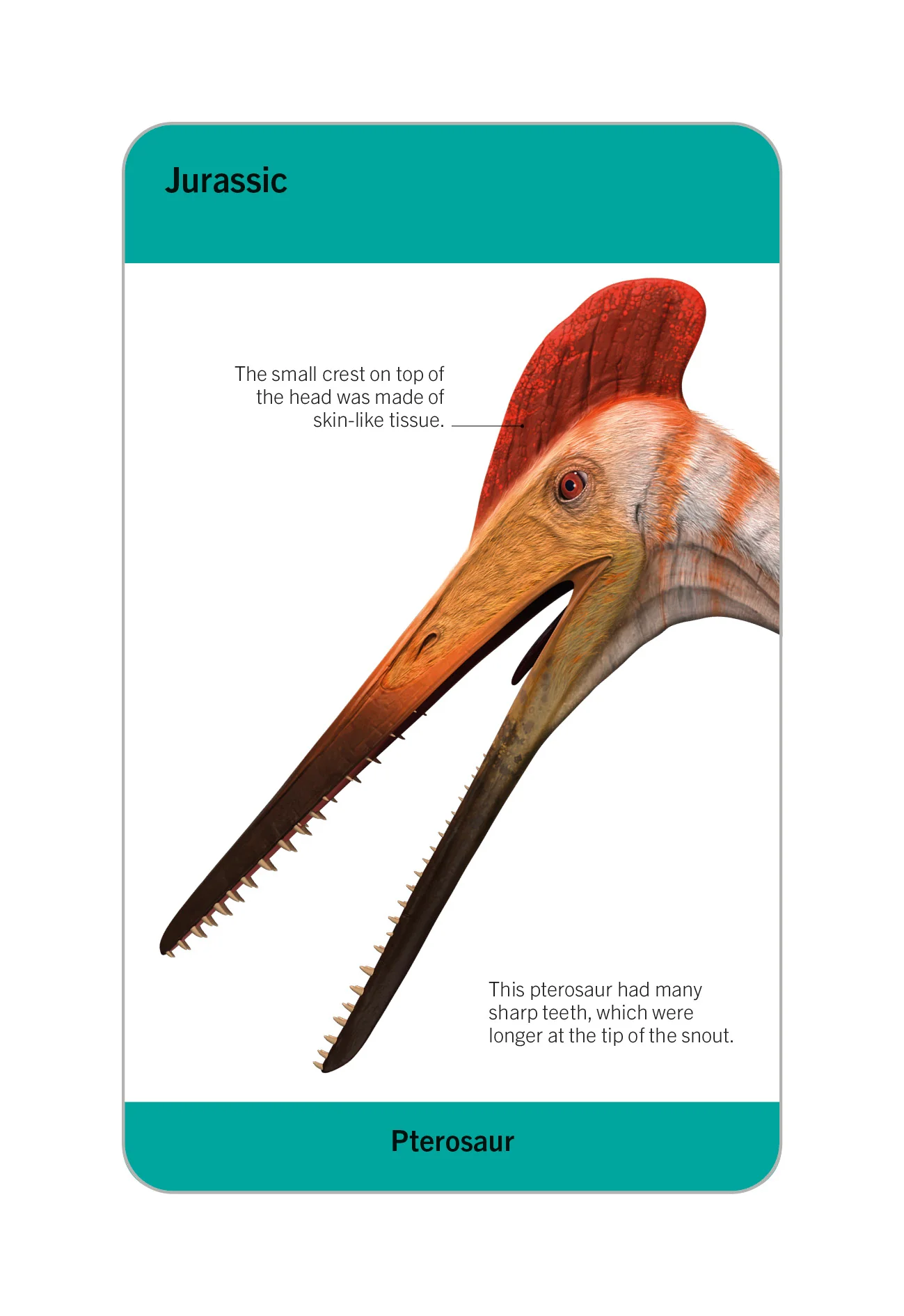 Our World in Pictures Dinosaurs and Other Prehistoric Creatures Flash Cards - Image 10