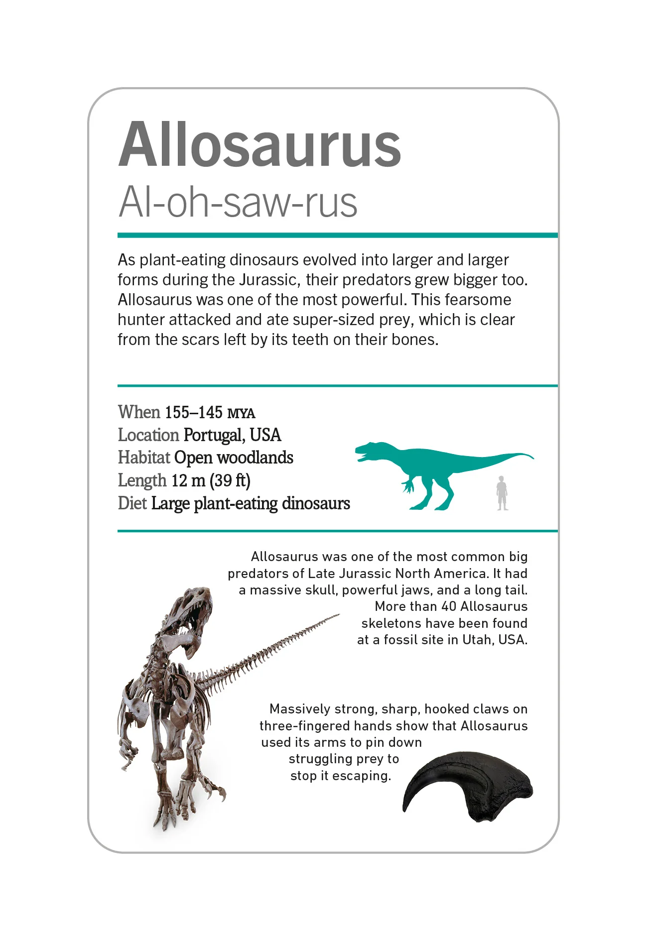 Our World in Pictures Dinosaurs and Other Prehistoric Creatures Flash Cards - Image 13