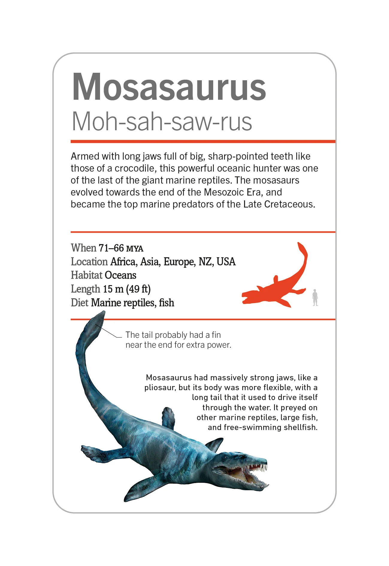 Our World in Pictures Dinosaurs and Other Prehistoric Creatures Flash Cards - Image 15
