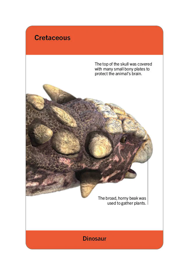 Our World in Pictures Dinosaurs and Other Prehistoric Creatures Flash Cards - Image 16