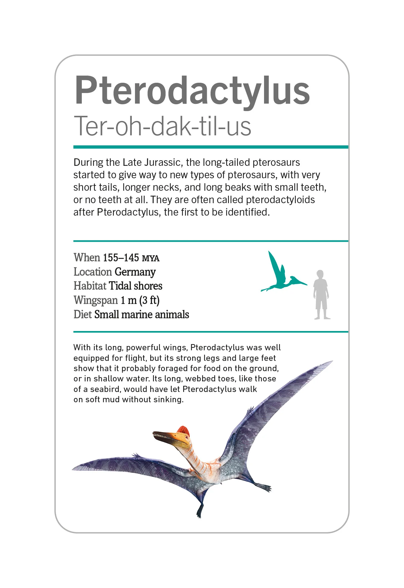 Our World in Pictures Dinosaurs and Other Prehistoric Creatures Flash Cards - Image 3
