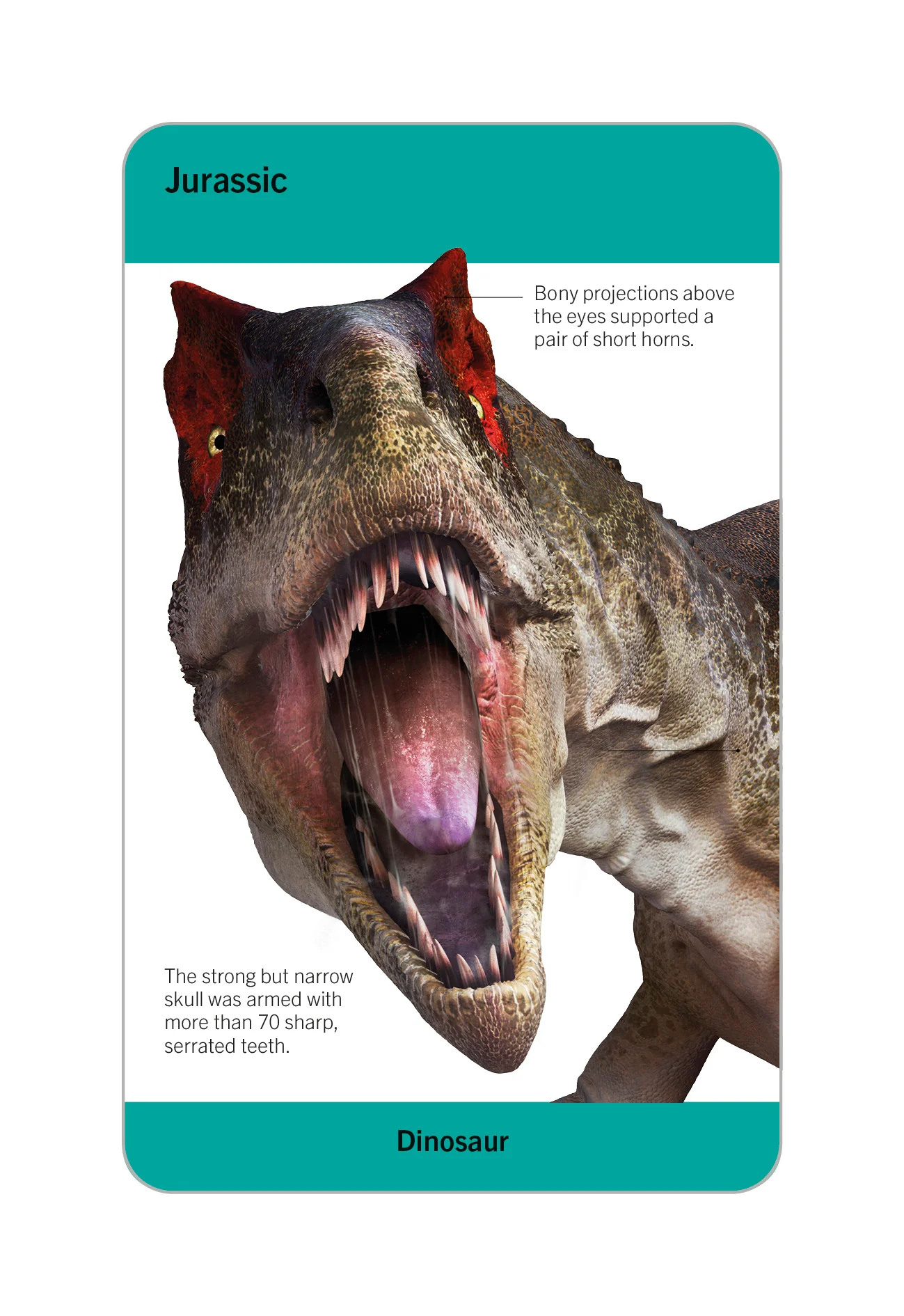 Our World in Pictures Dinosaurs and Other Prehistoric Creatures Flash Cards - Image 4