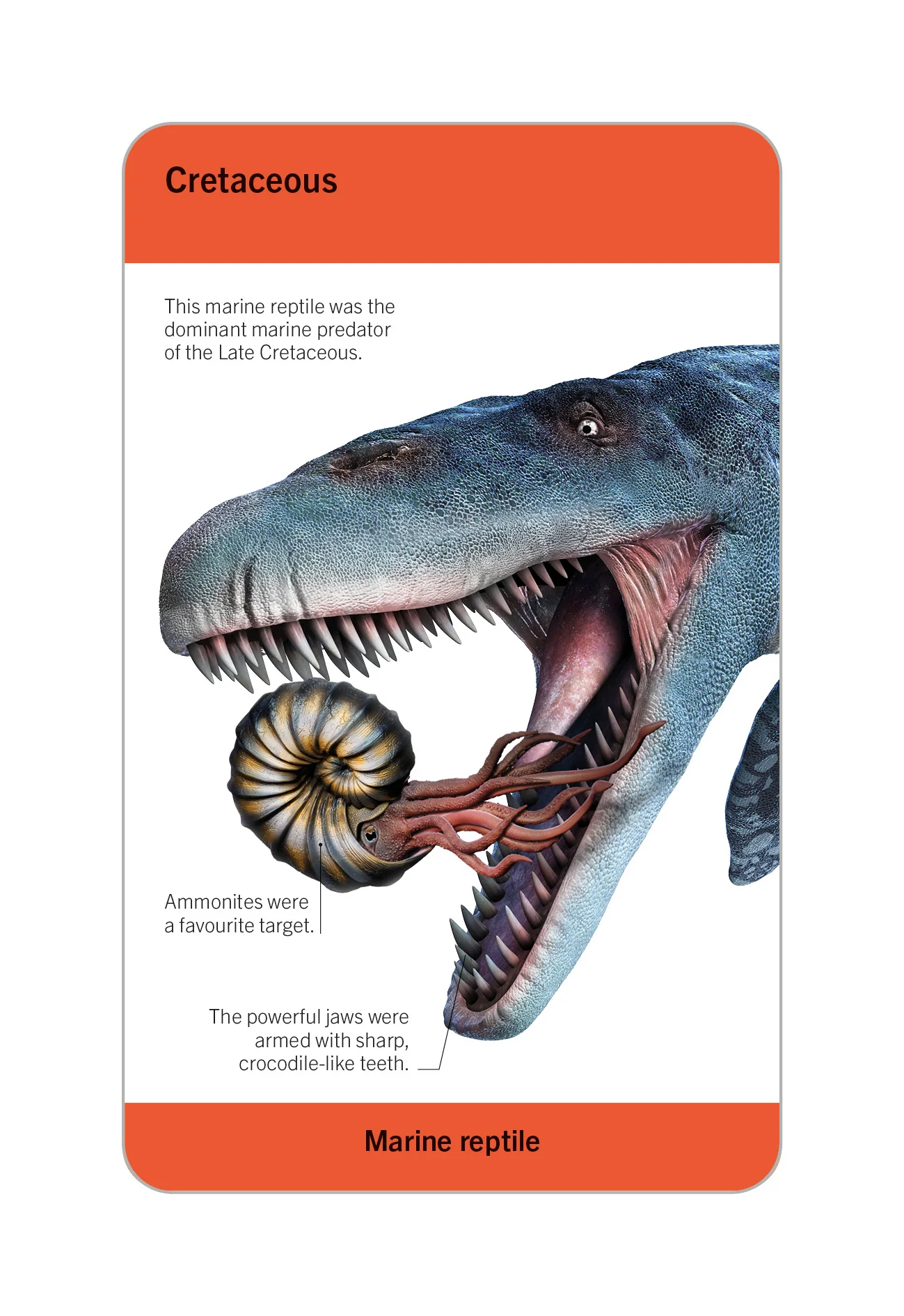 Our World in Pictures Dinosaurs and Other Prehistoric Creatures Flash Cards - Image 6