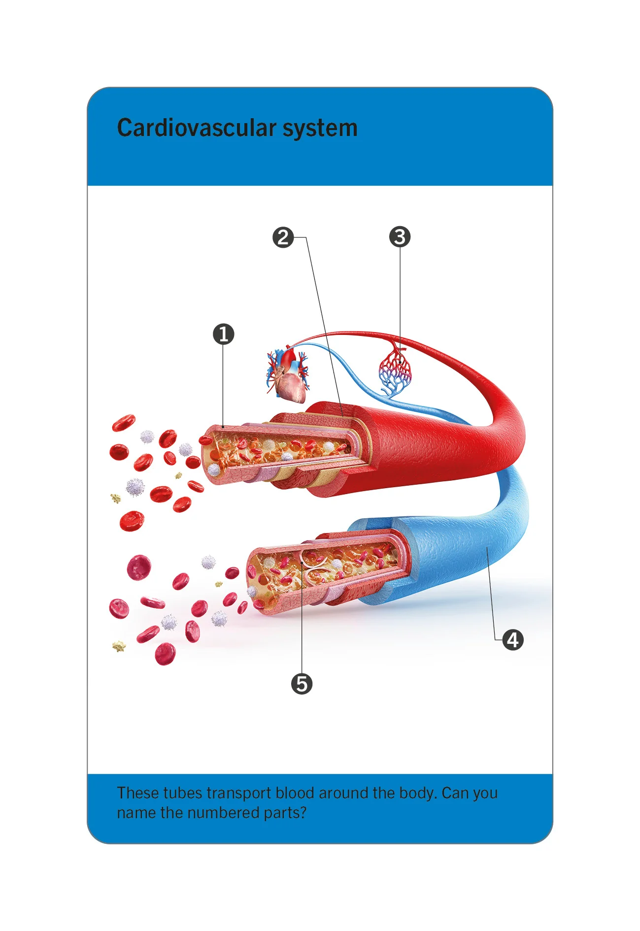 Our World in Pictures Human Body Flash Cards - Image 10