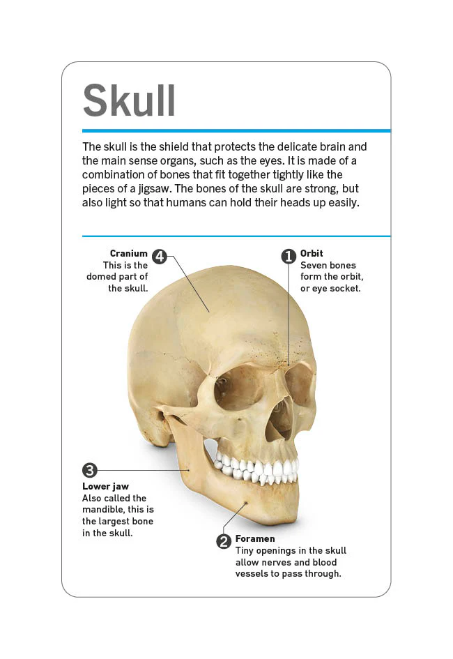 Our World in Pictures Human Body Flash Cards - Image 11