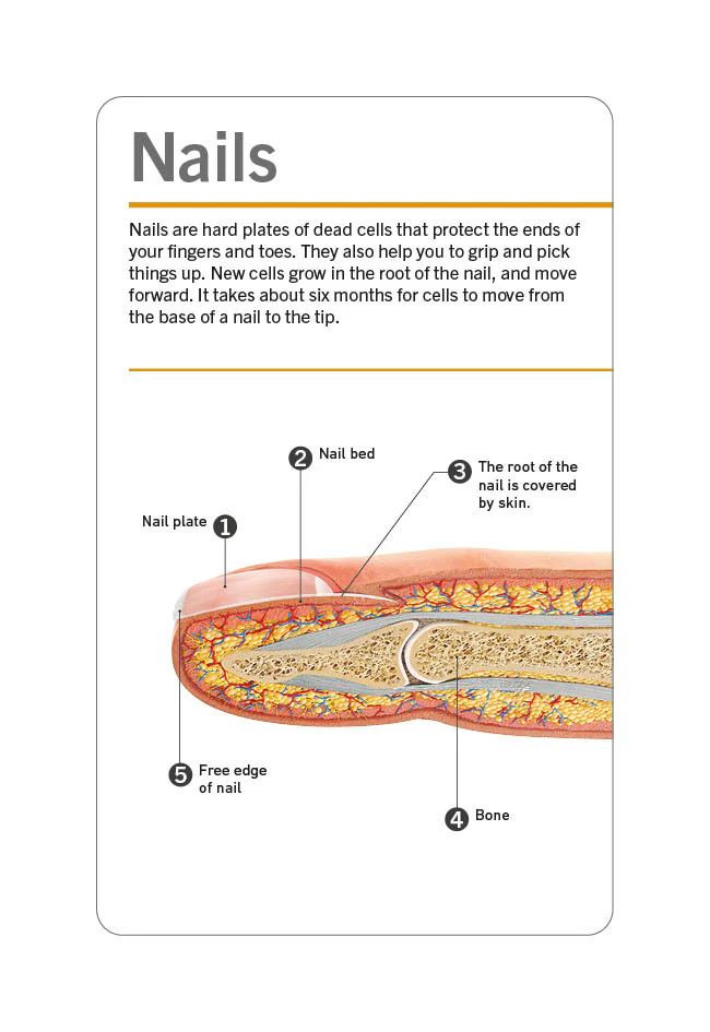 Our World in Pictures Human Body Flash Cards - Image 12