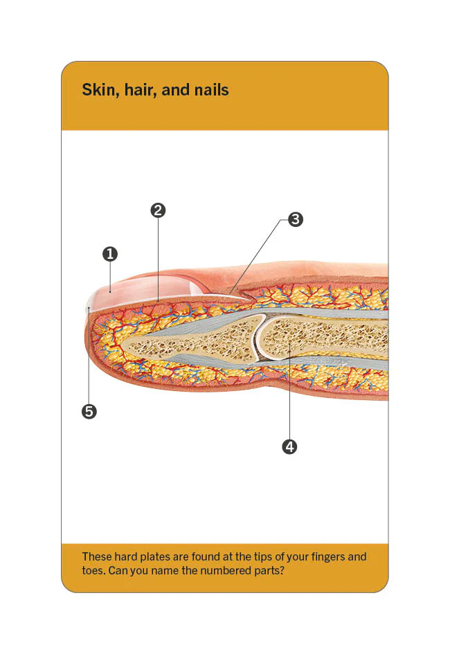 Our World in Pictures Human Body Flash Cards - Image 13