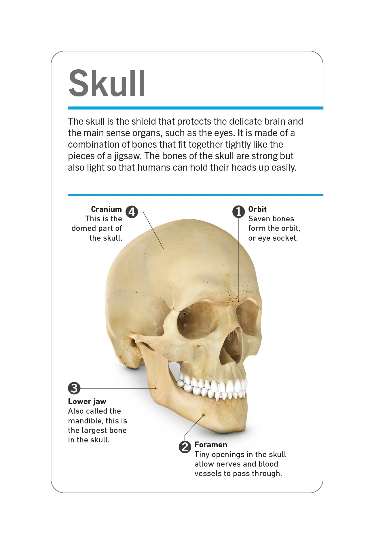 Our World in Pictures Human Body Flash Cards - Image 2