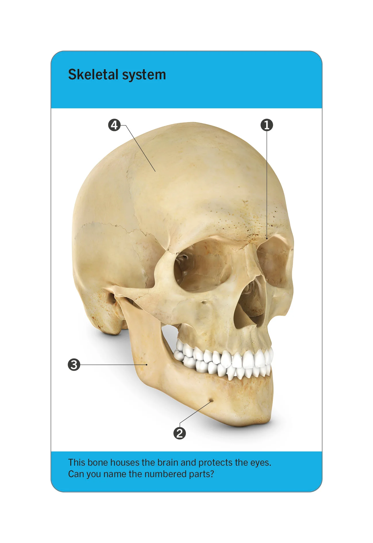 Our World in Pictures Human Body Flash Cards - Image 3