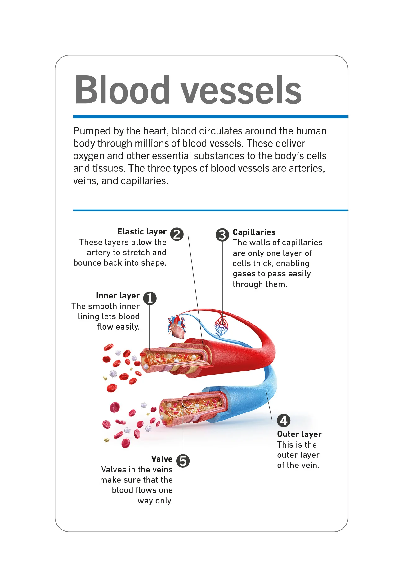 Our World in Pictures Human Body Flash Cards - Image 4