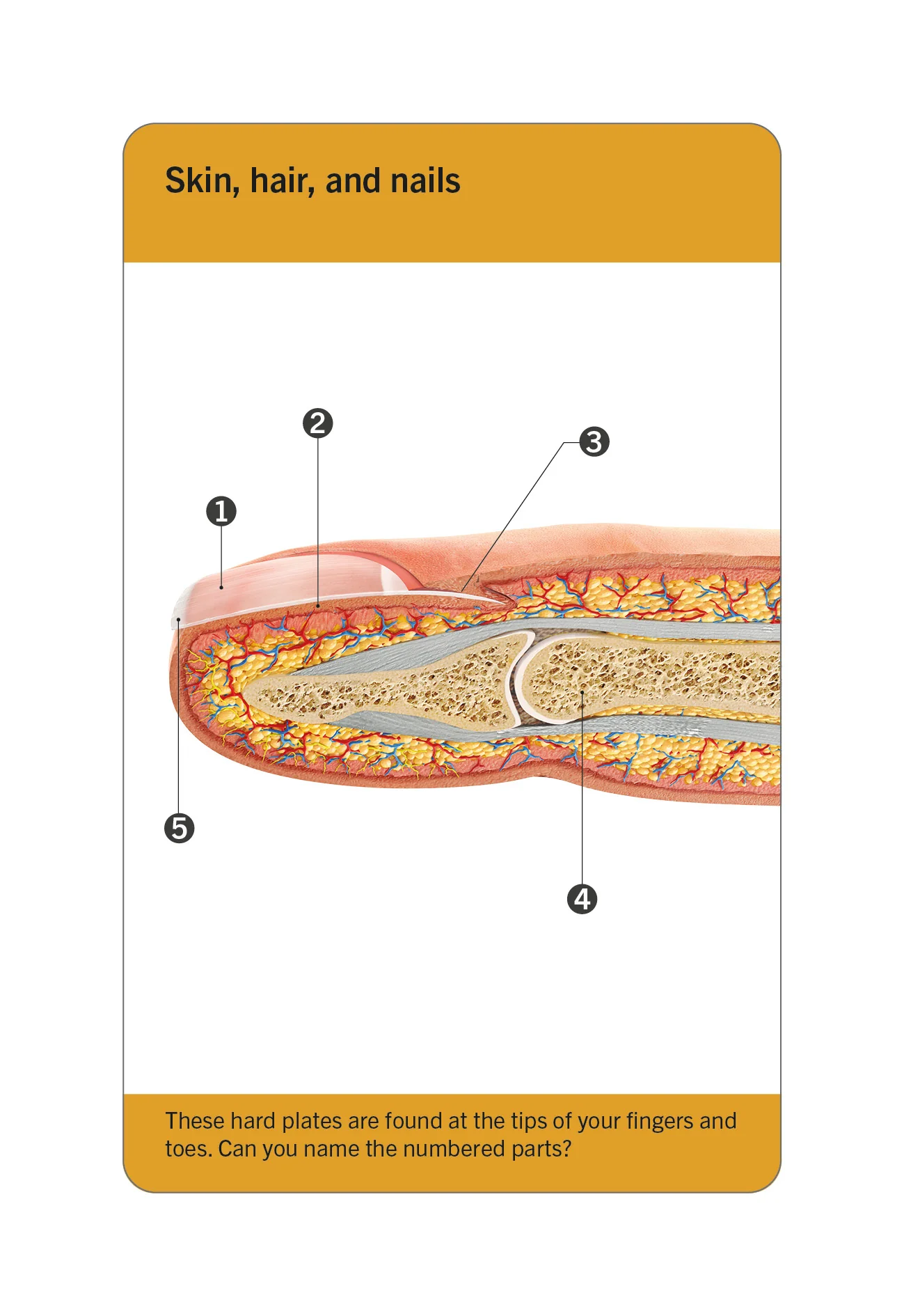 Our World in Pictures Human Body Flash Cards - Image 7