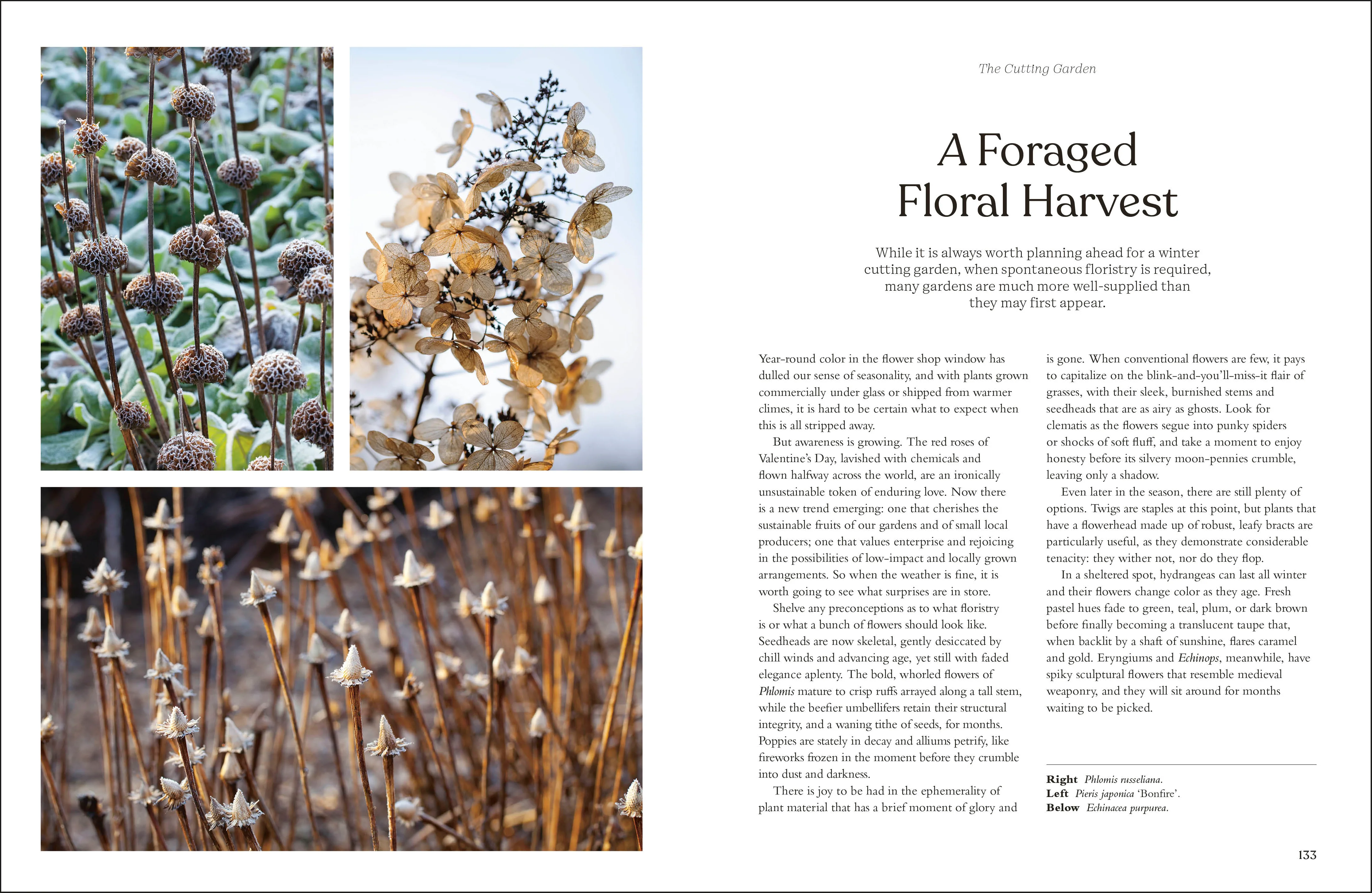 The Winter Garden - Image 7