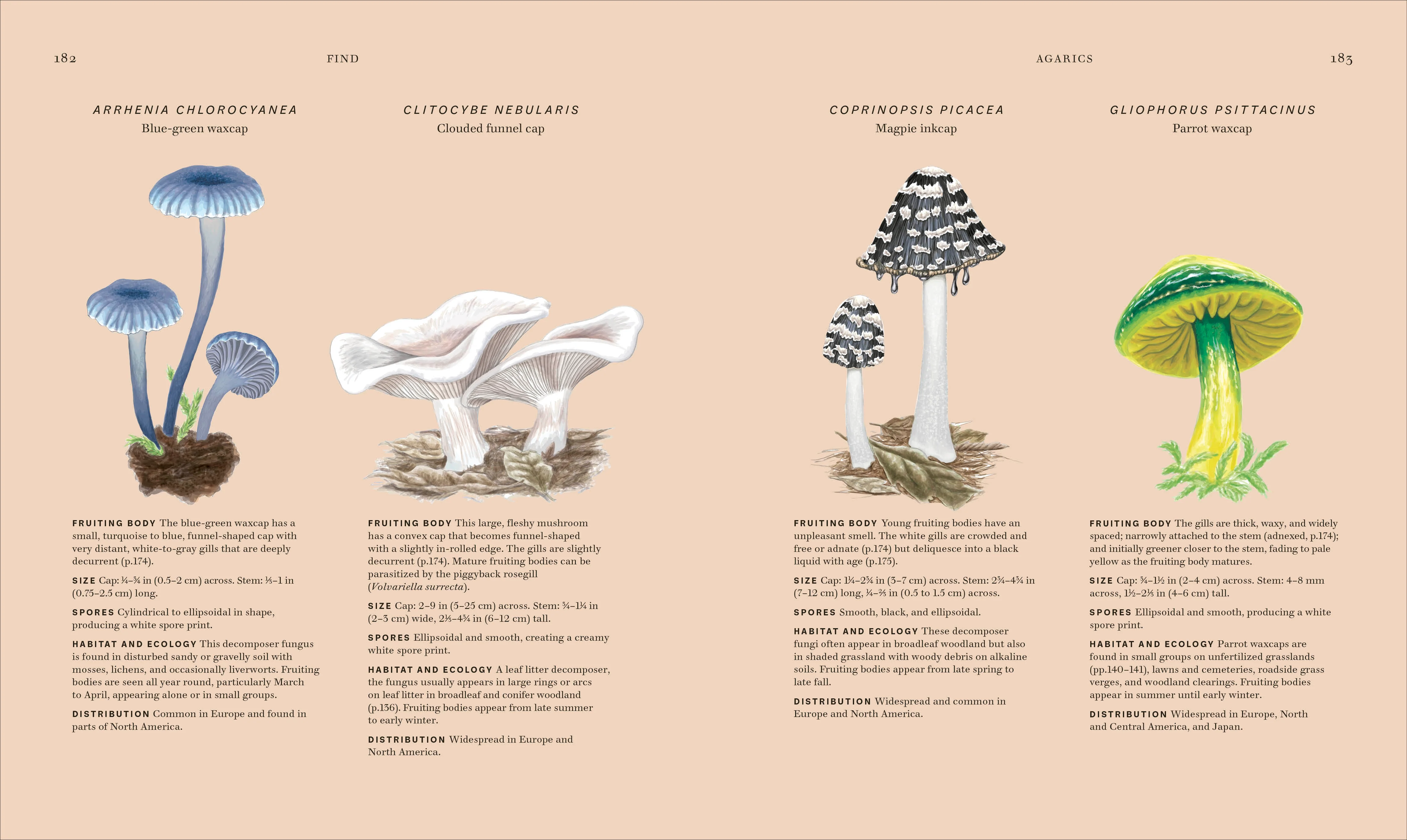 Fungi - Image 6