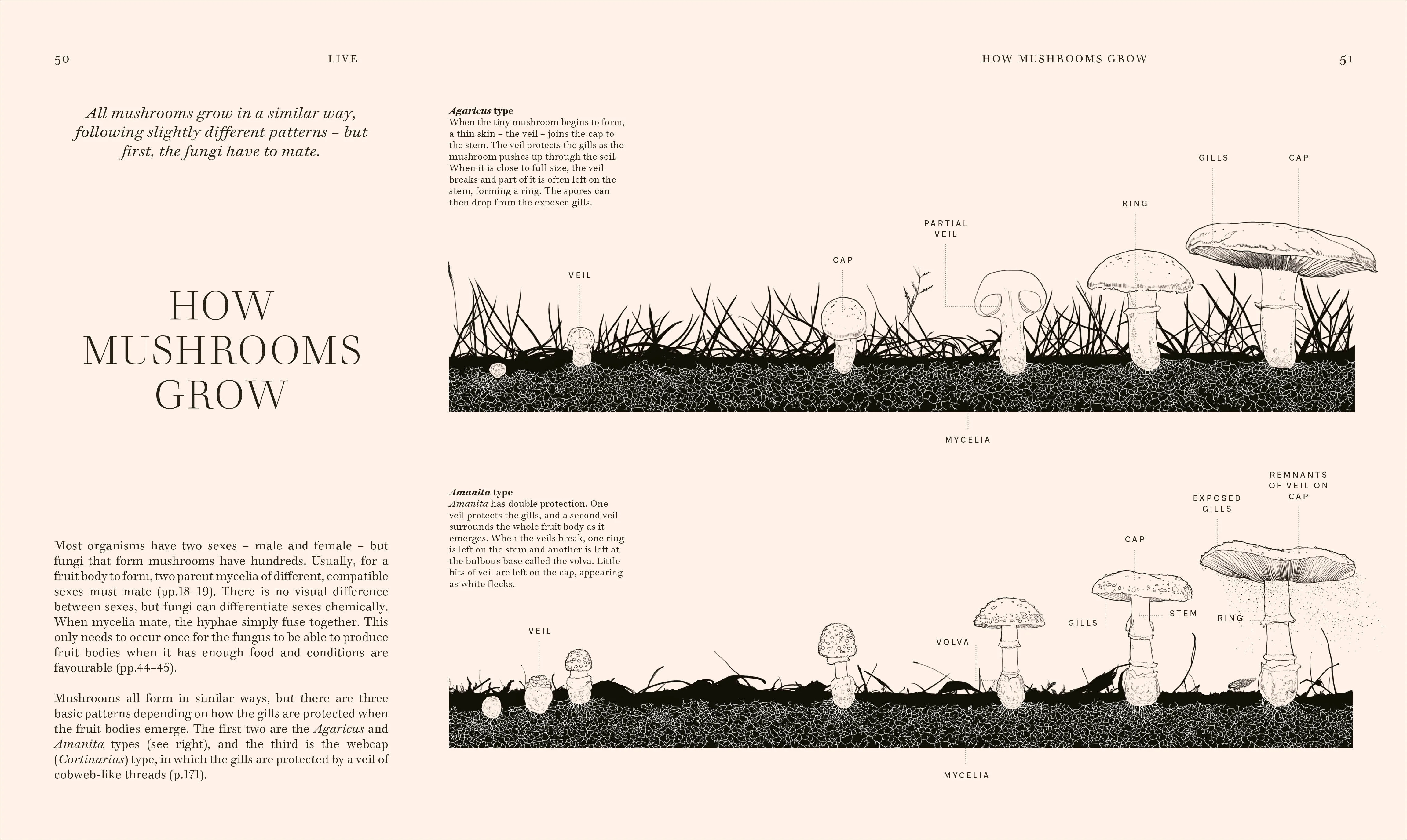 Fungi - Image 9