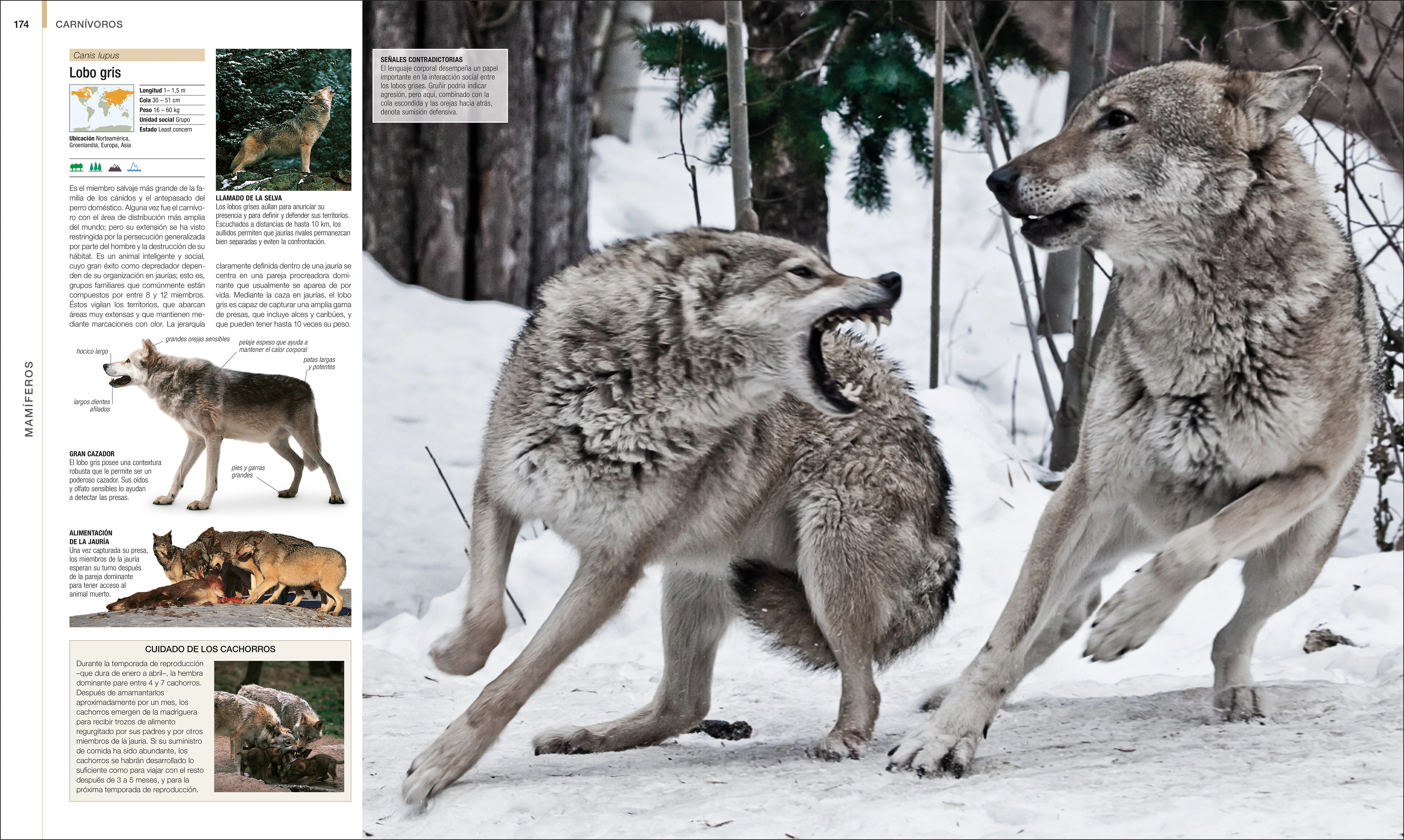 Animal (Spanish edition) - Image 3