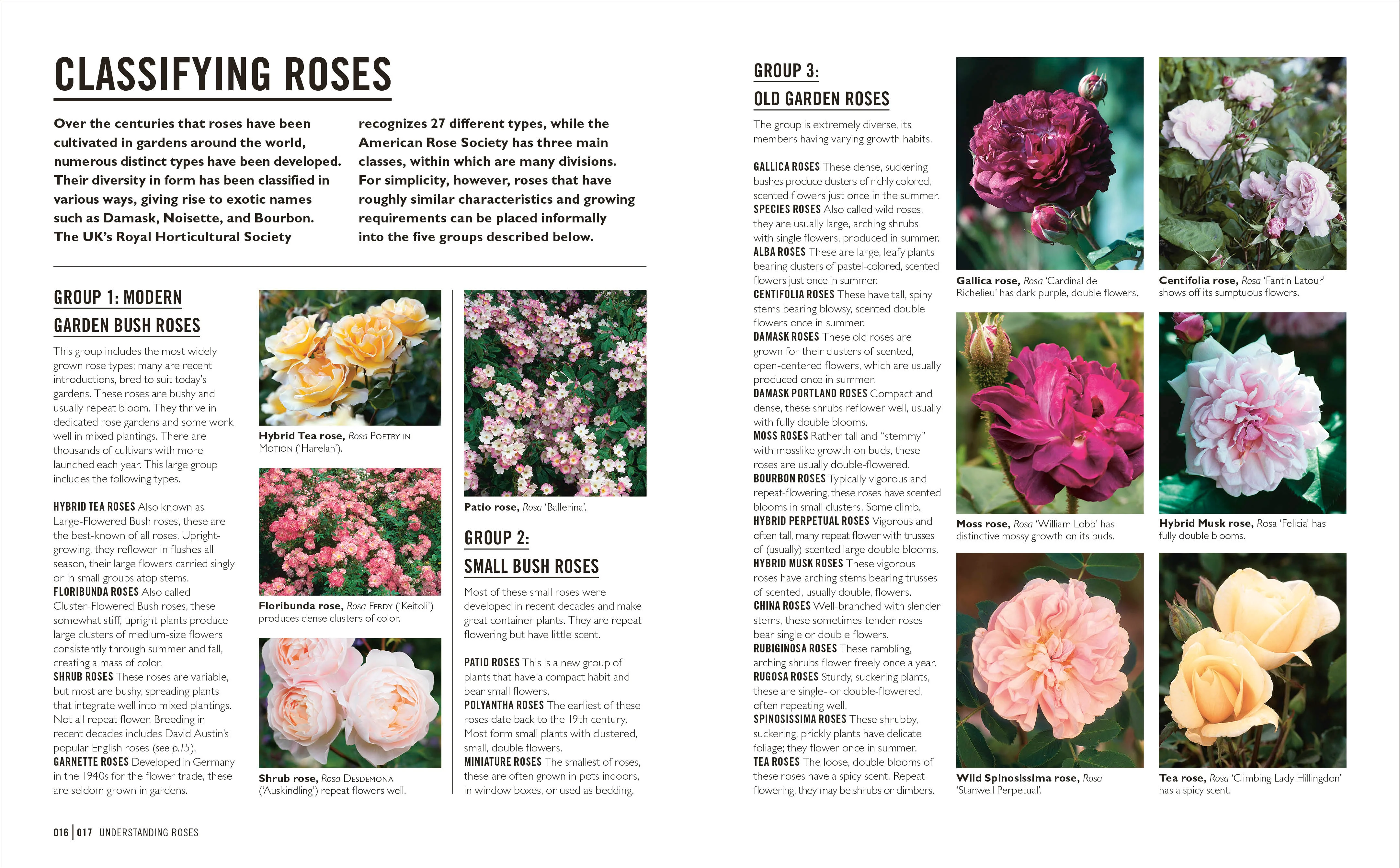 Grow Roses - Image 3