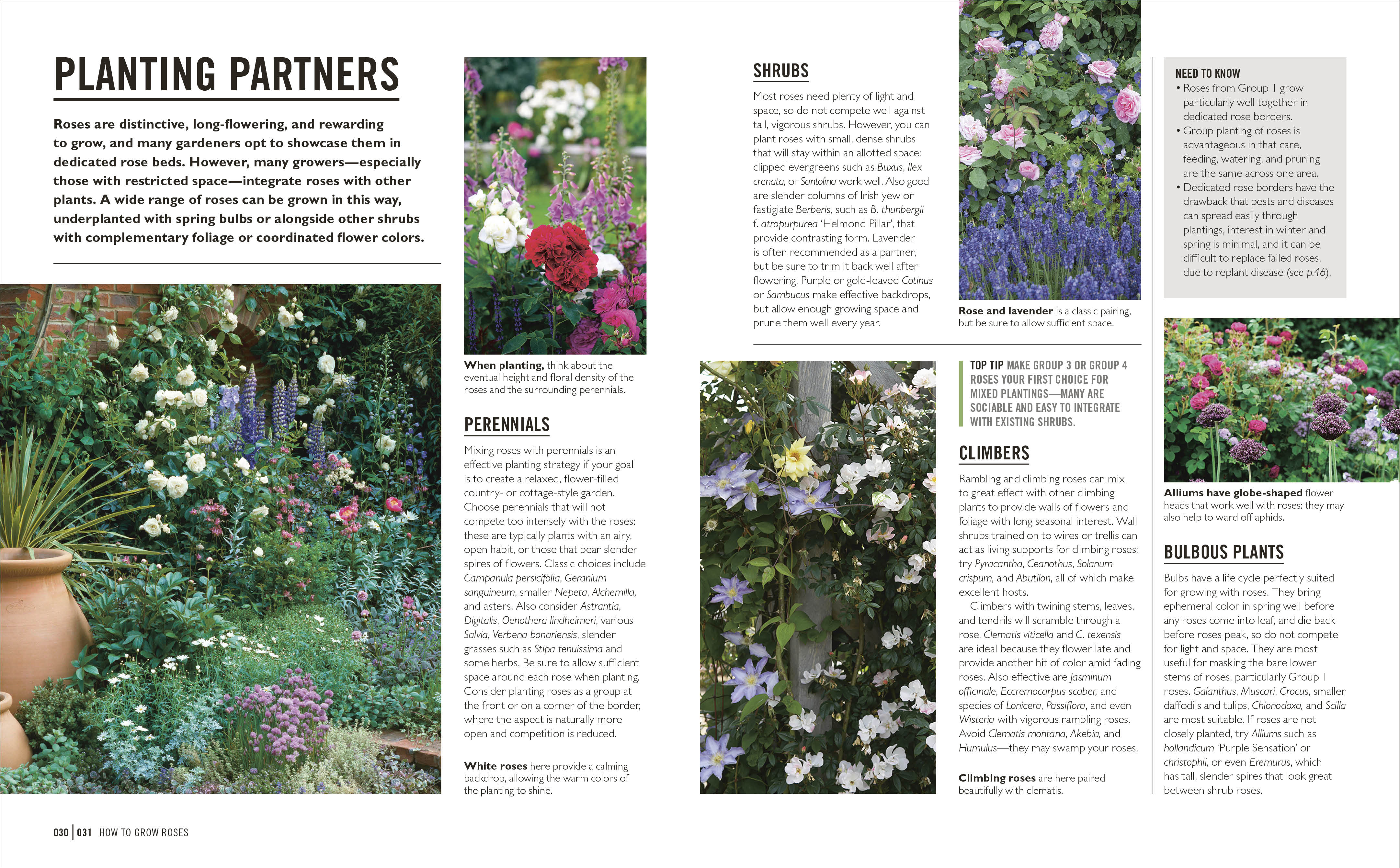 Grow Roses - Image 4