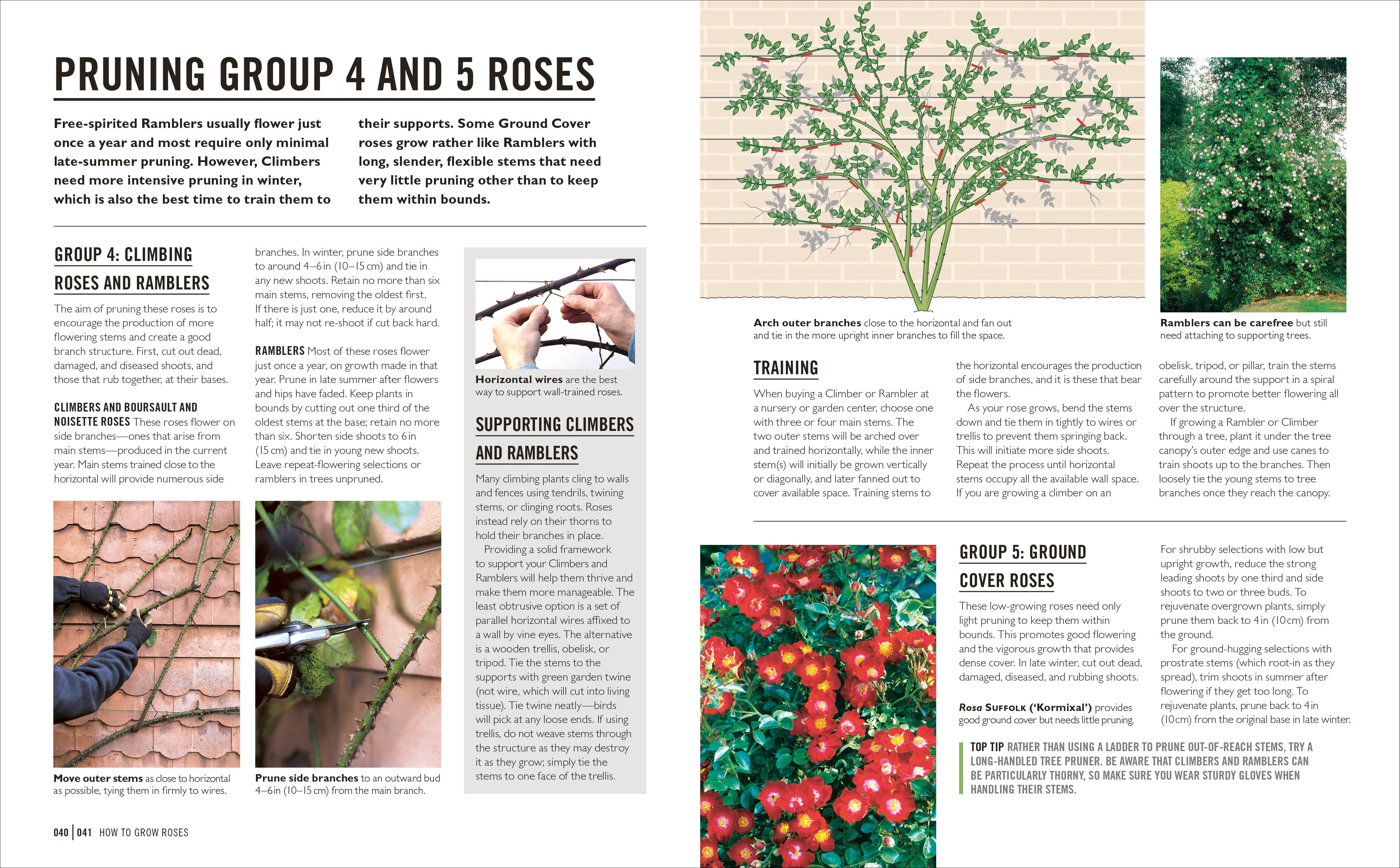 Grow Roses - Image 5