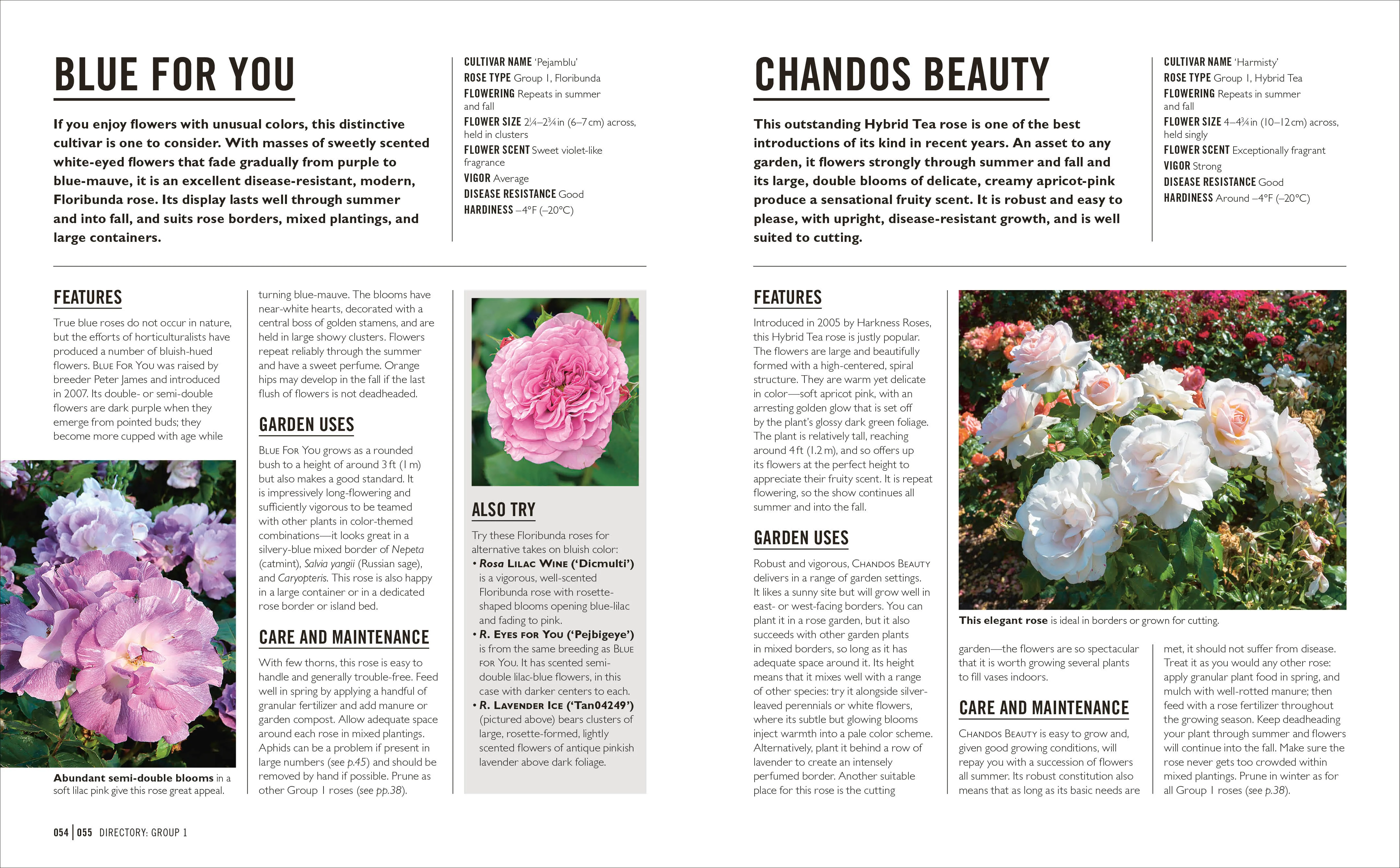 Grow Roses - Image 6