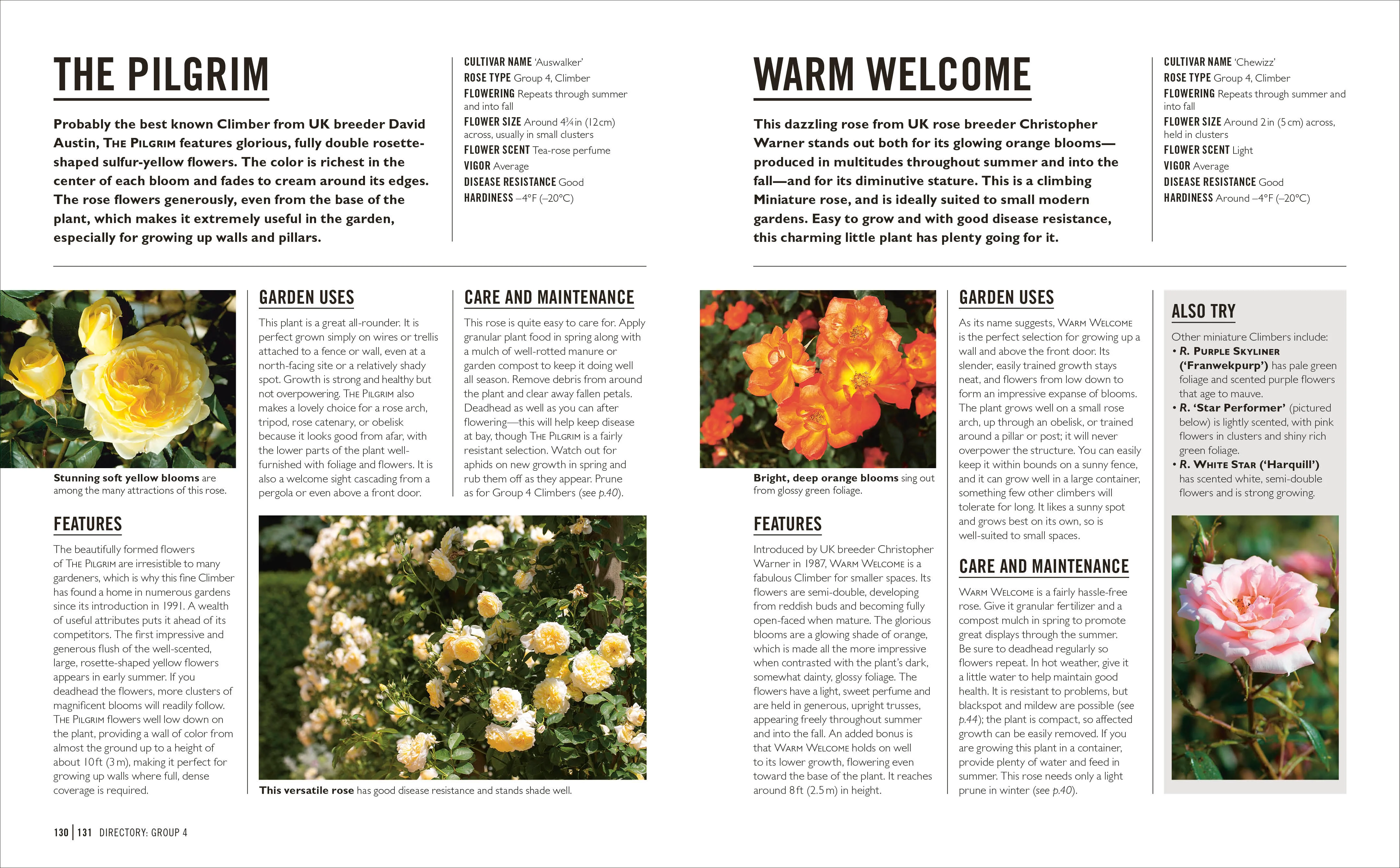 Grow Roses - Image 7