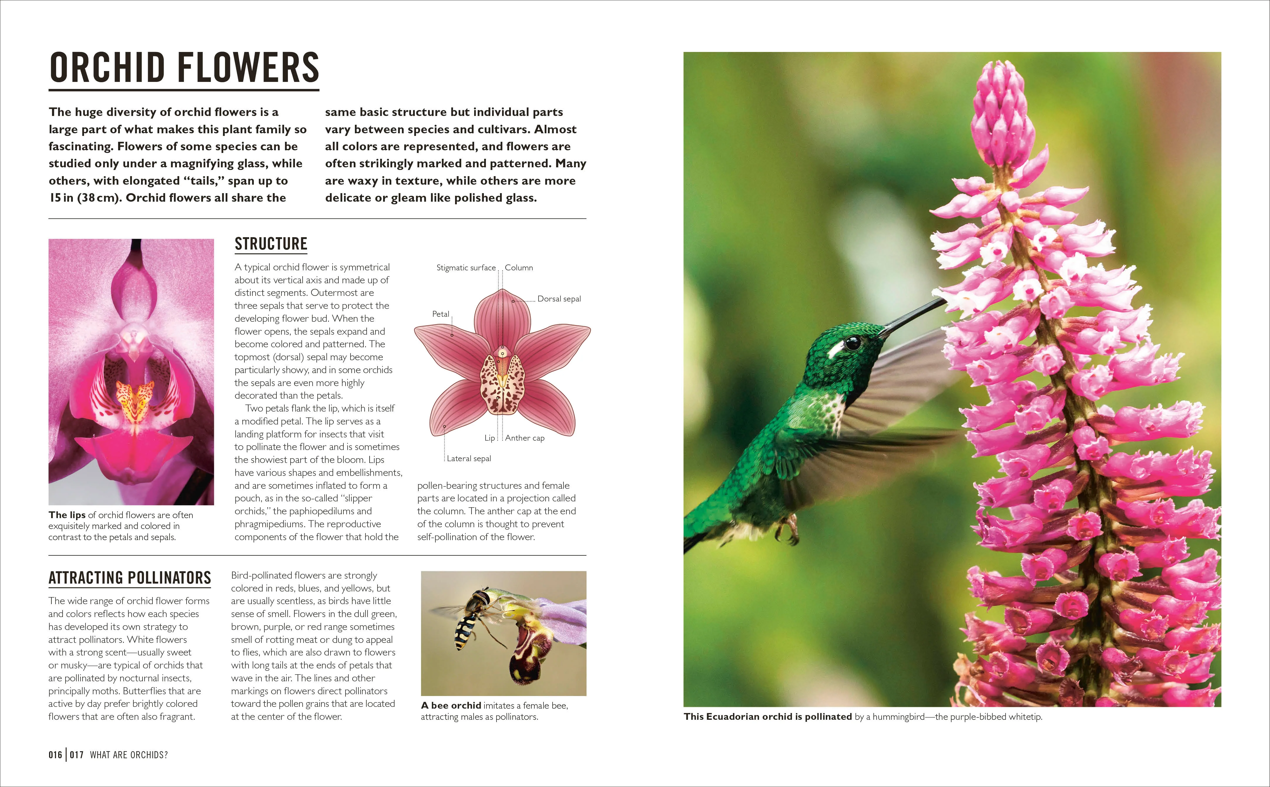 Grow Orchids - Image 3