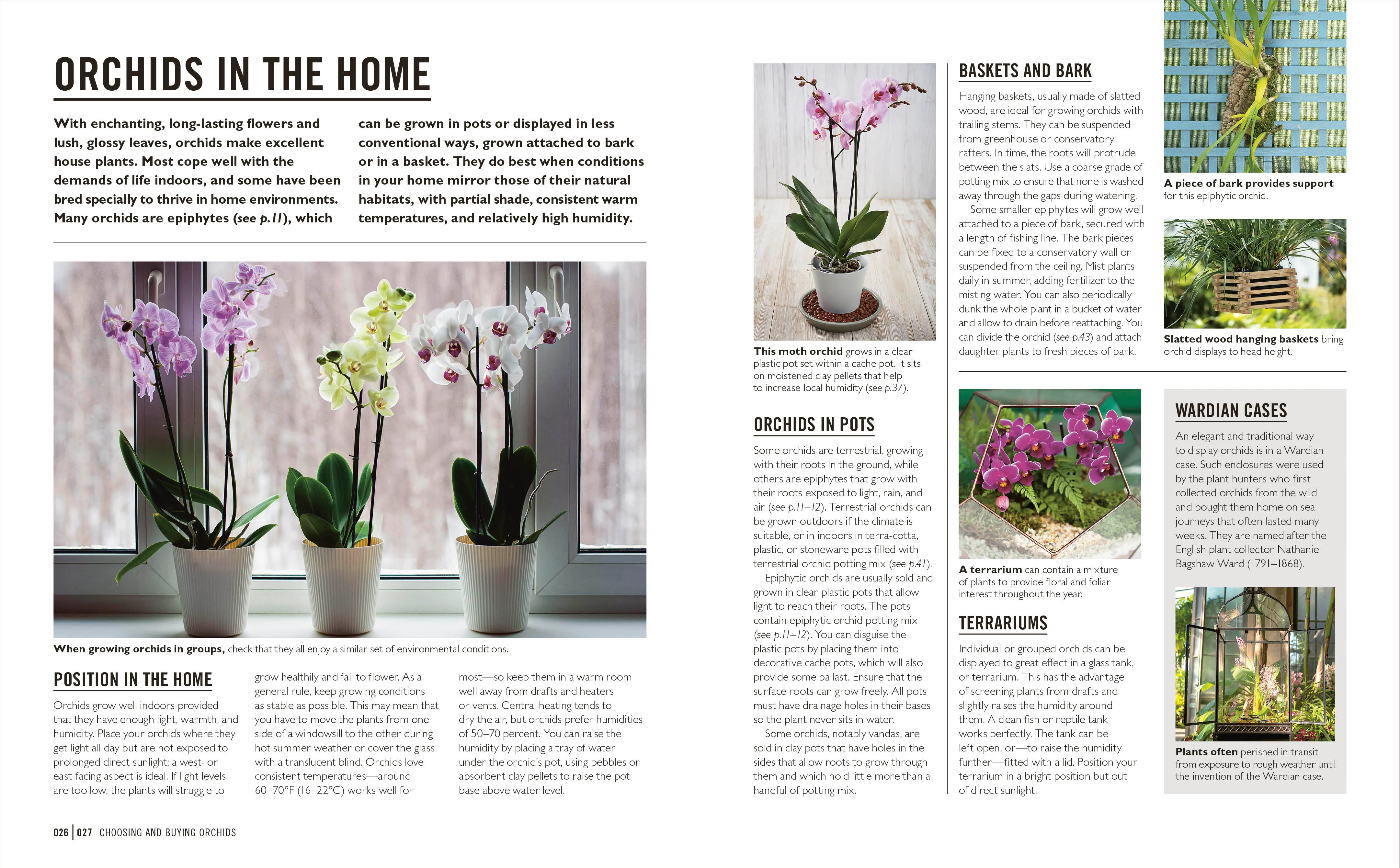 Grow Orchids - Image 4