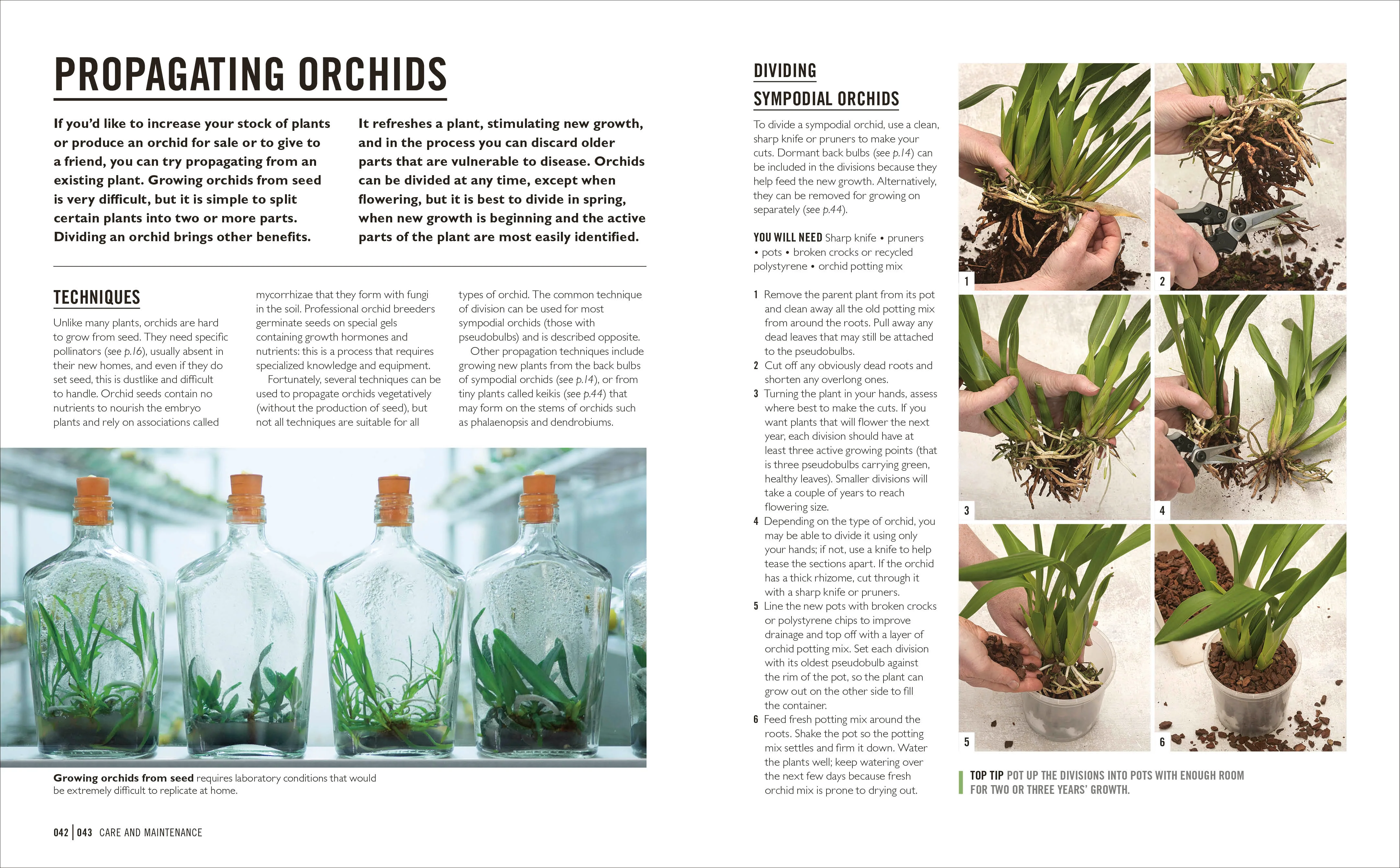 Grow Orchids - Image 5