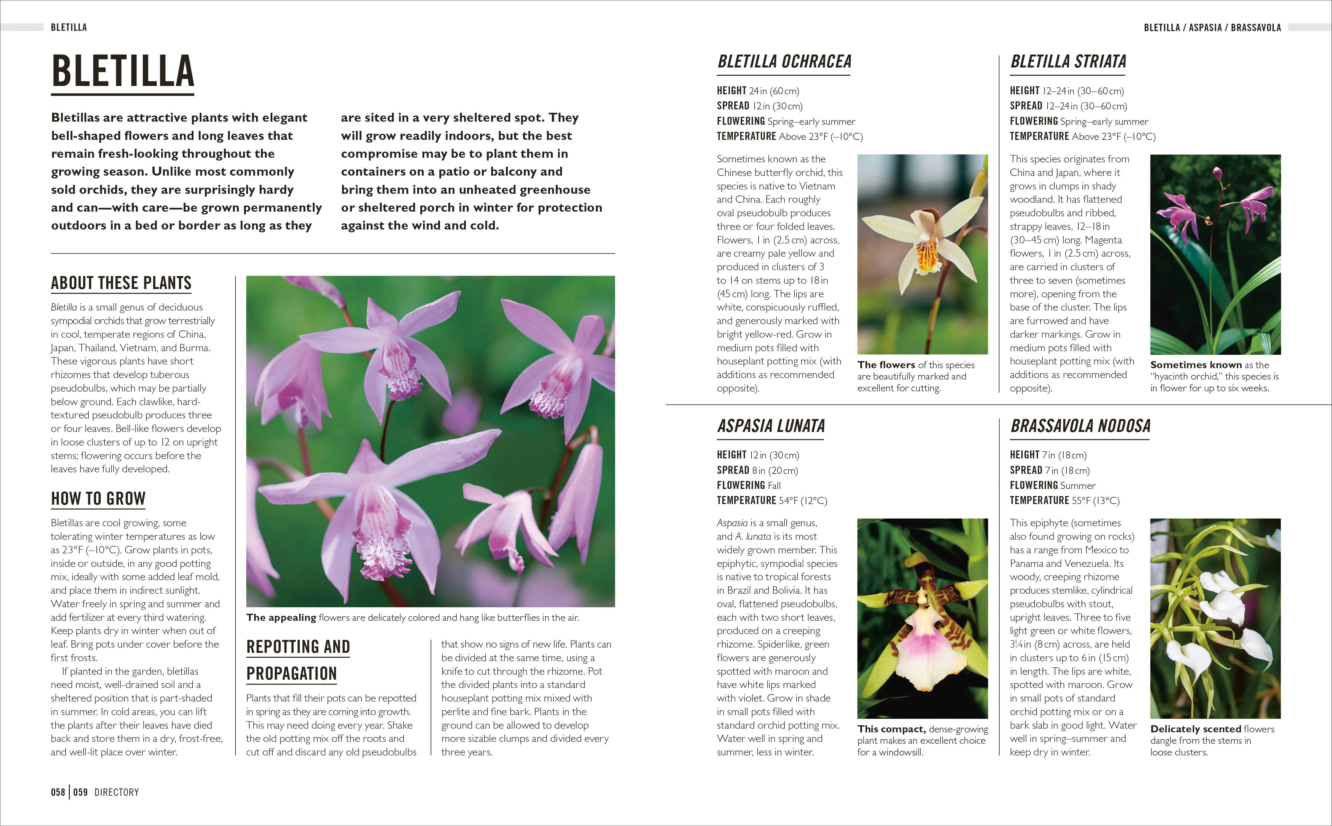 Grow Orchids - Image 6