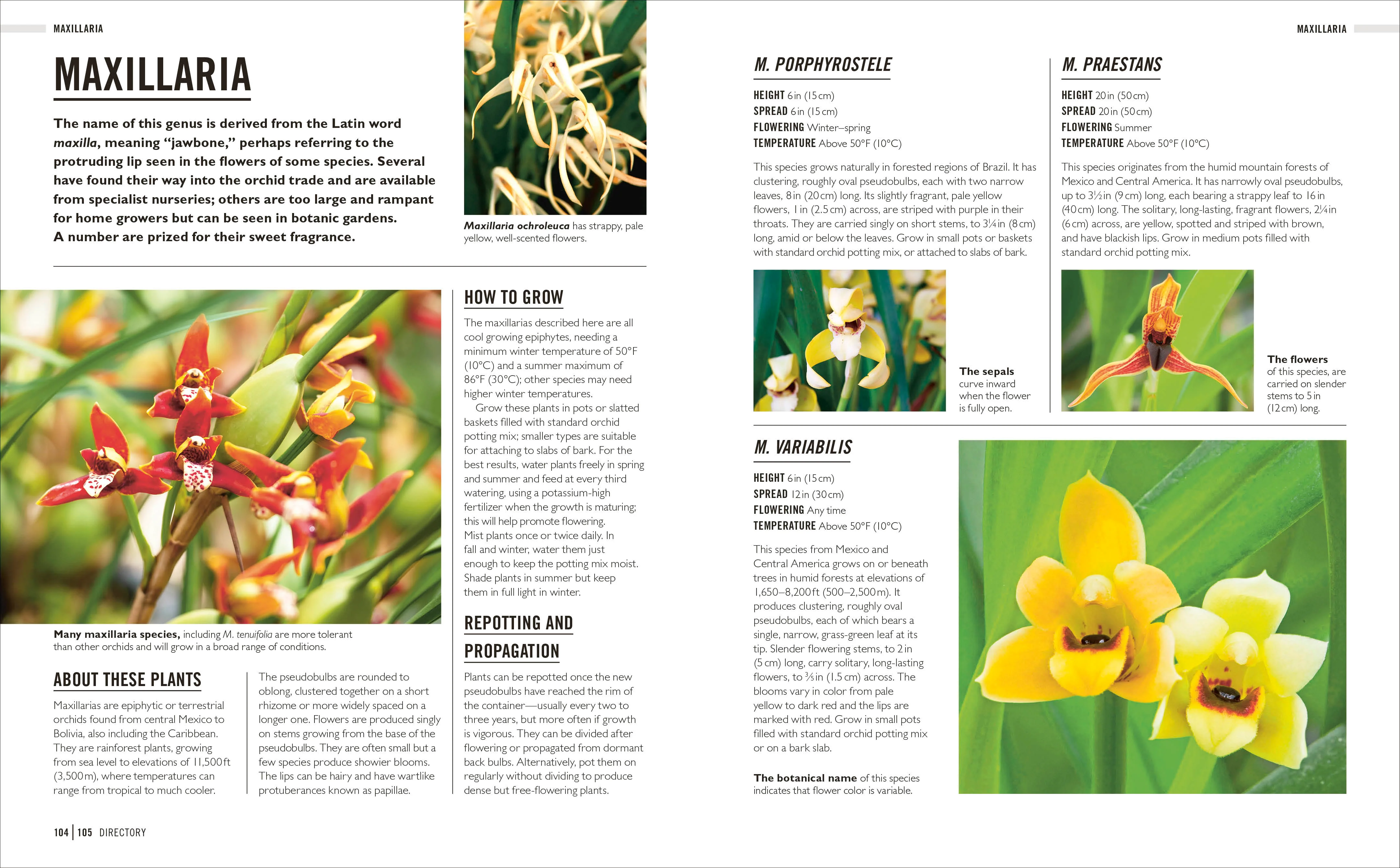 Grow Orchids - Image 7