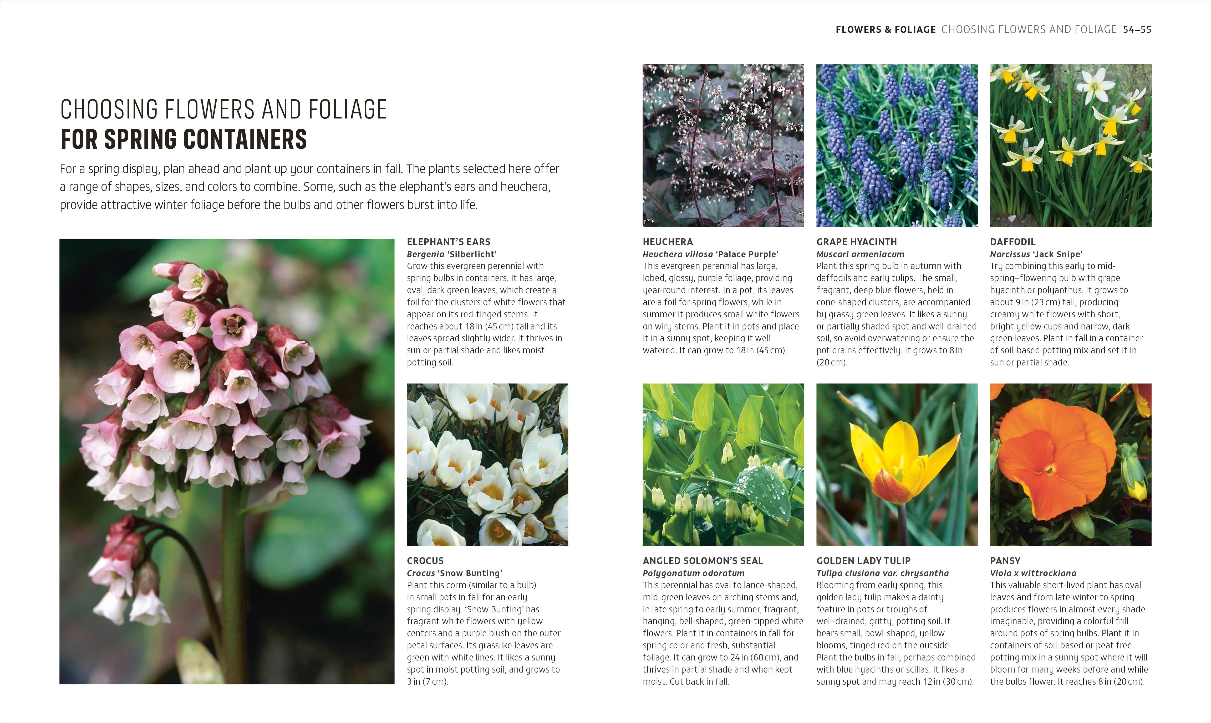 Beginner Gardening Step by Step - Image 3