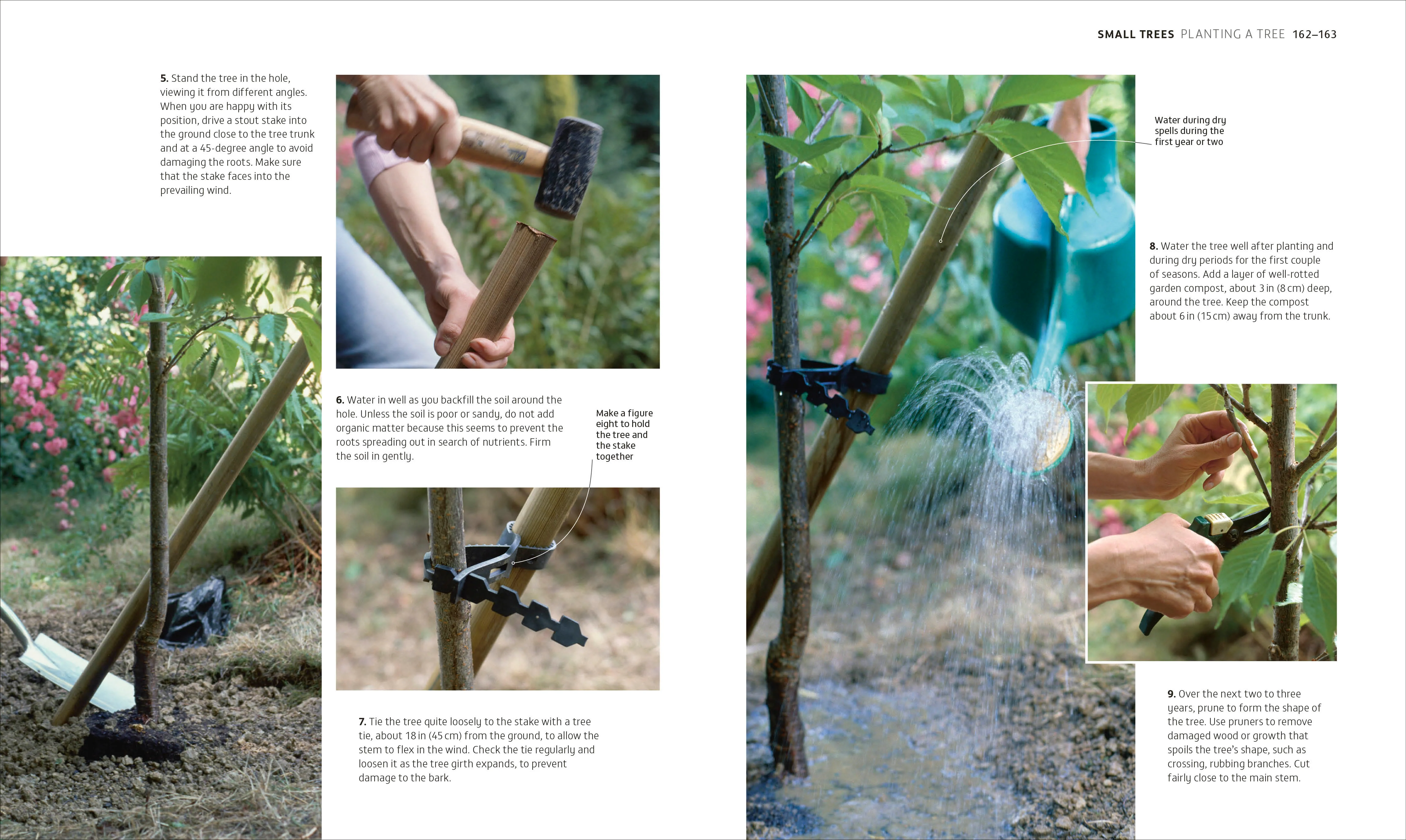 Beginner Gardening Step by Step - Image 6
