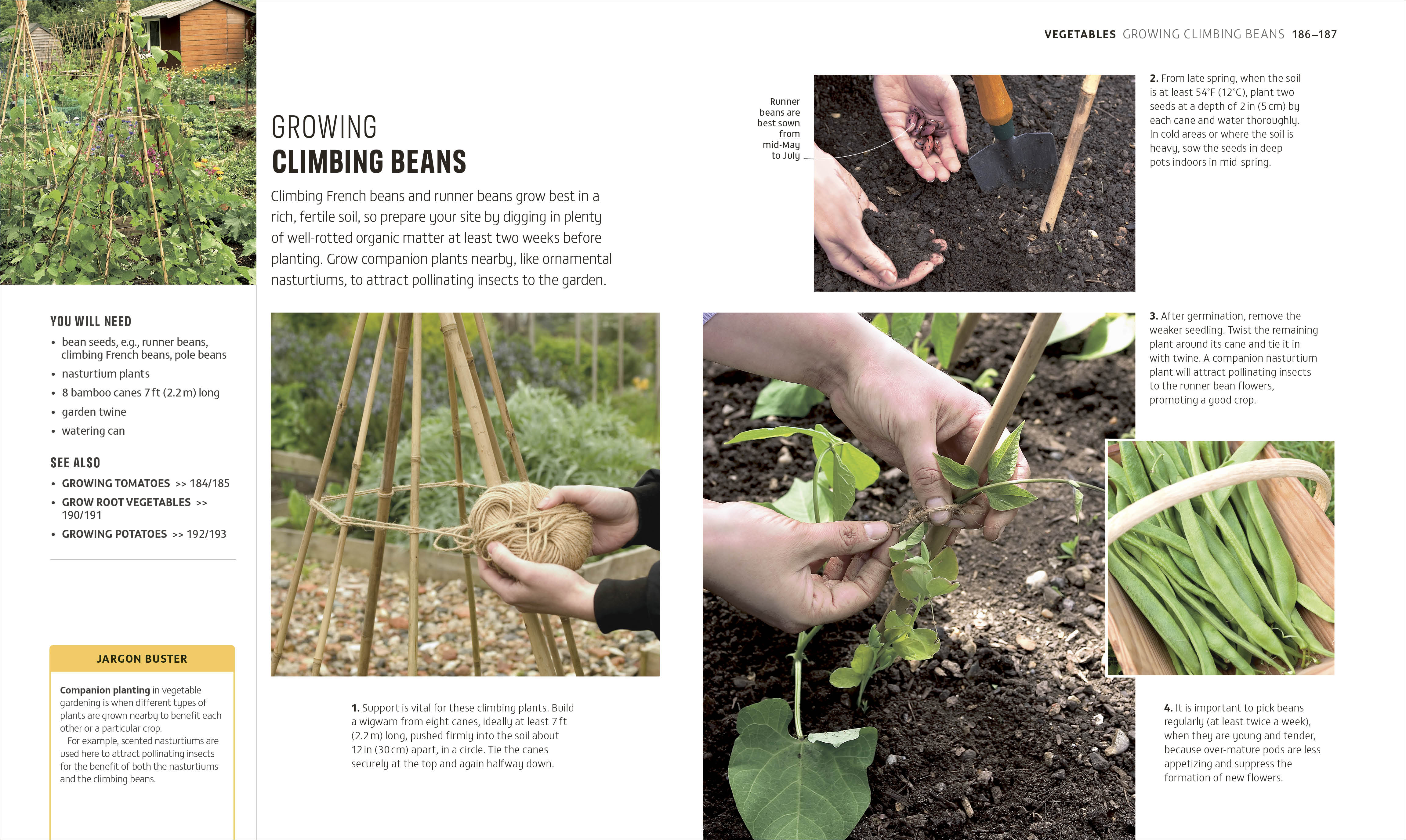 Beginner Gardening Step by Step - Image 7