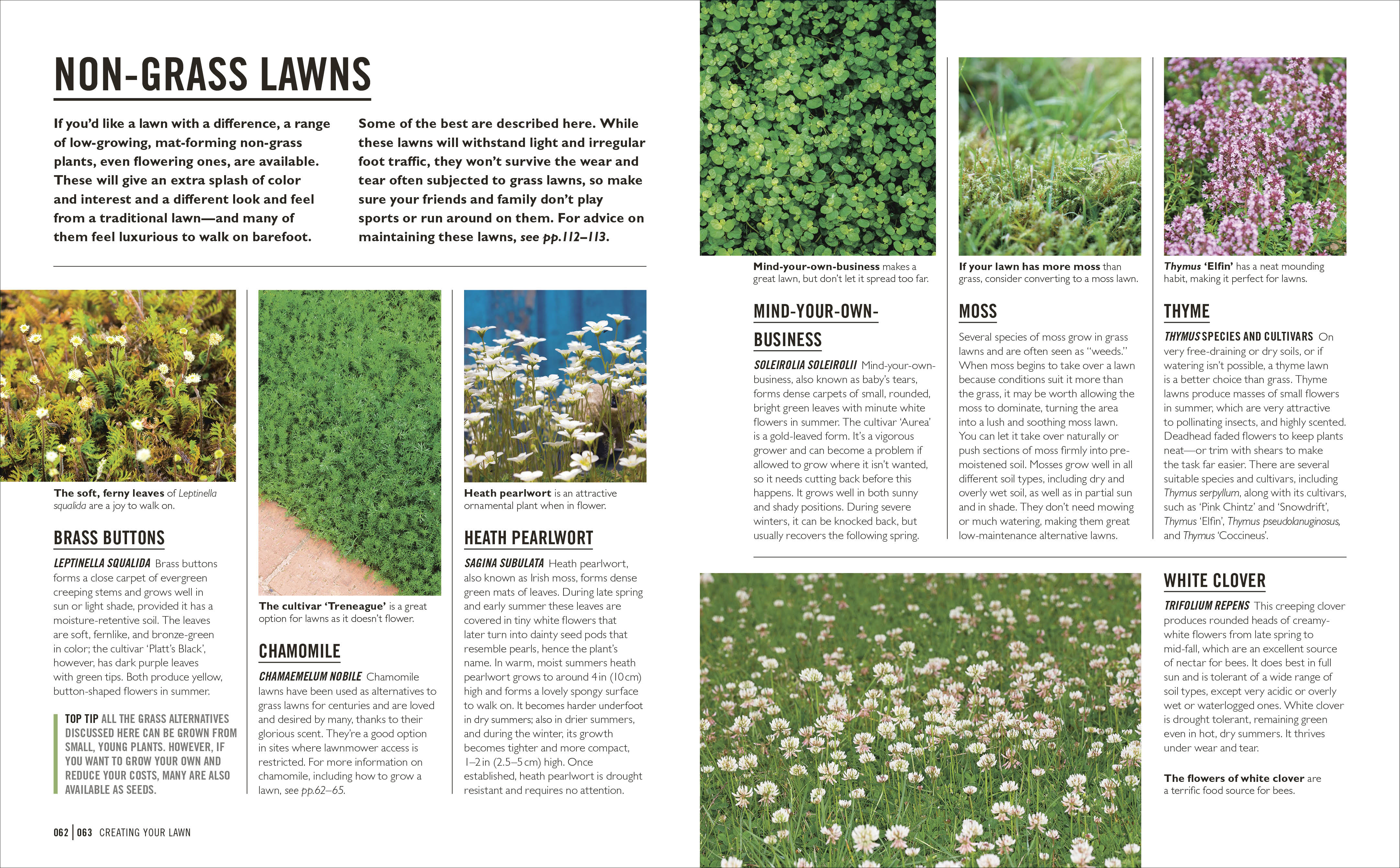 Grow Lawns - Image 5